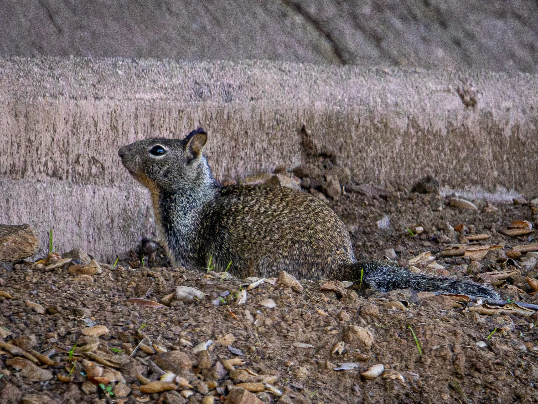 California Ground Squirrel