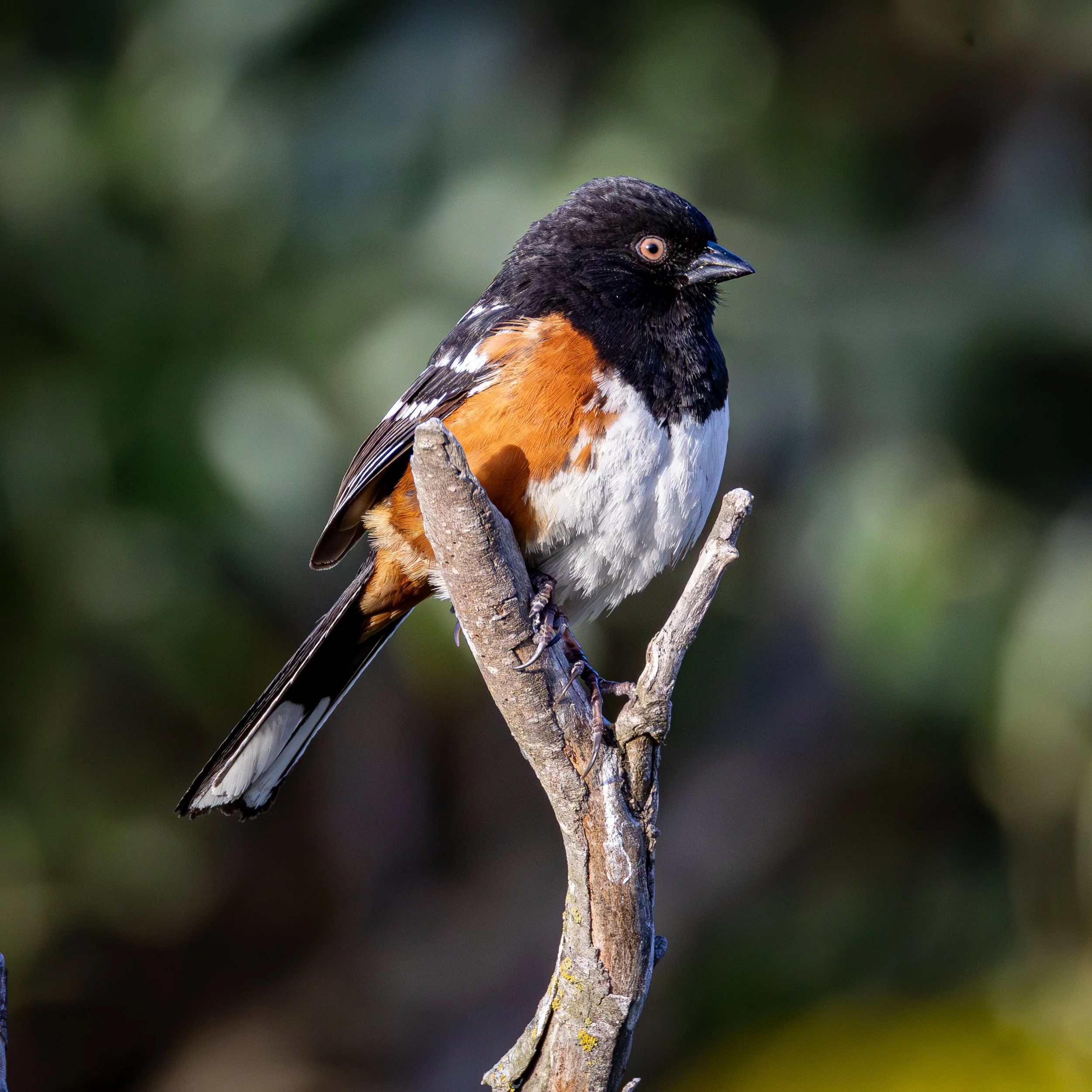 Spotted Towhee