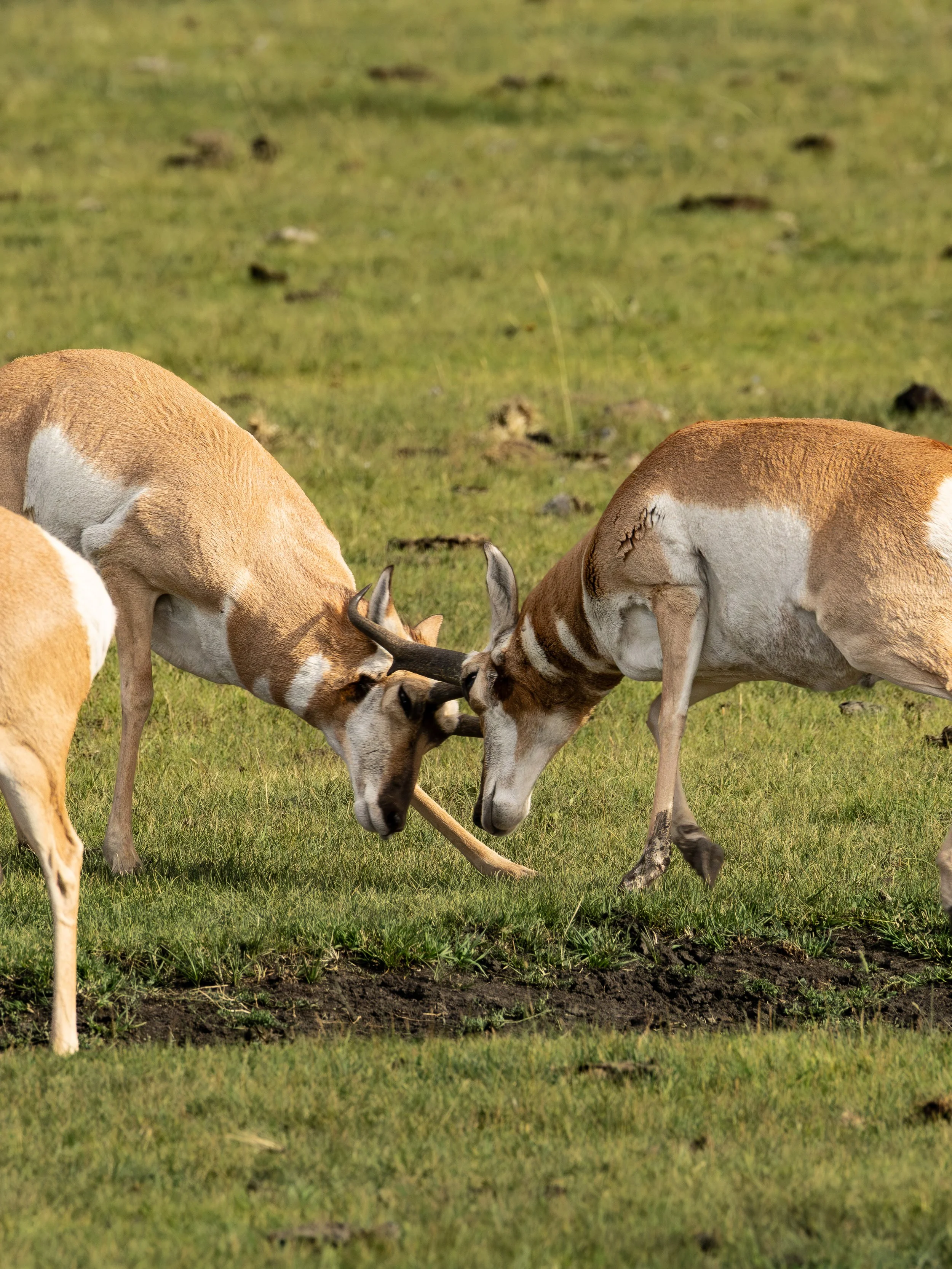 A Pronghorn Duel