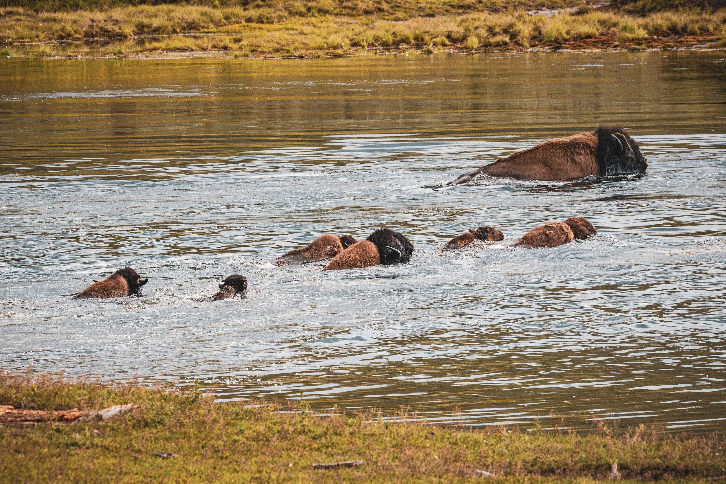 A Bison herd fords the Yellowstone River