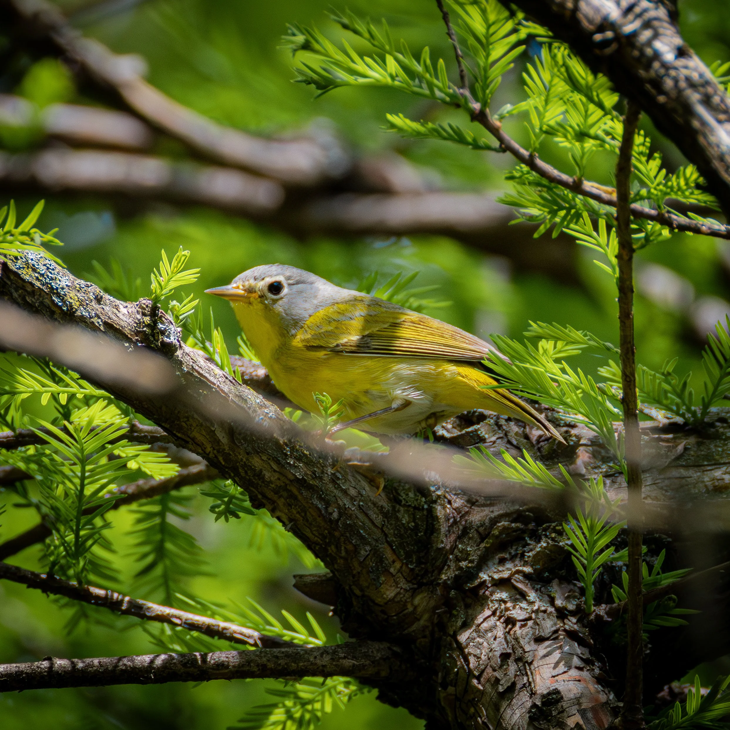 Nashville Warbler- Pale yellow with a Grey-blue cap and a white eye ring
