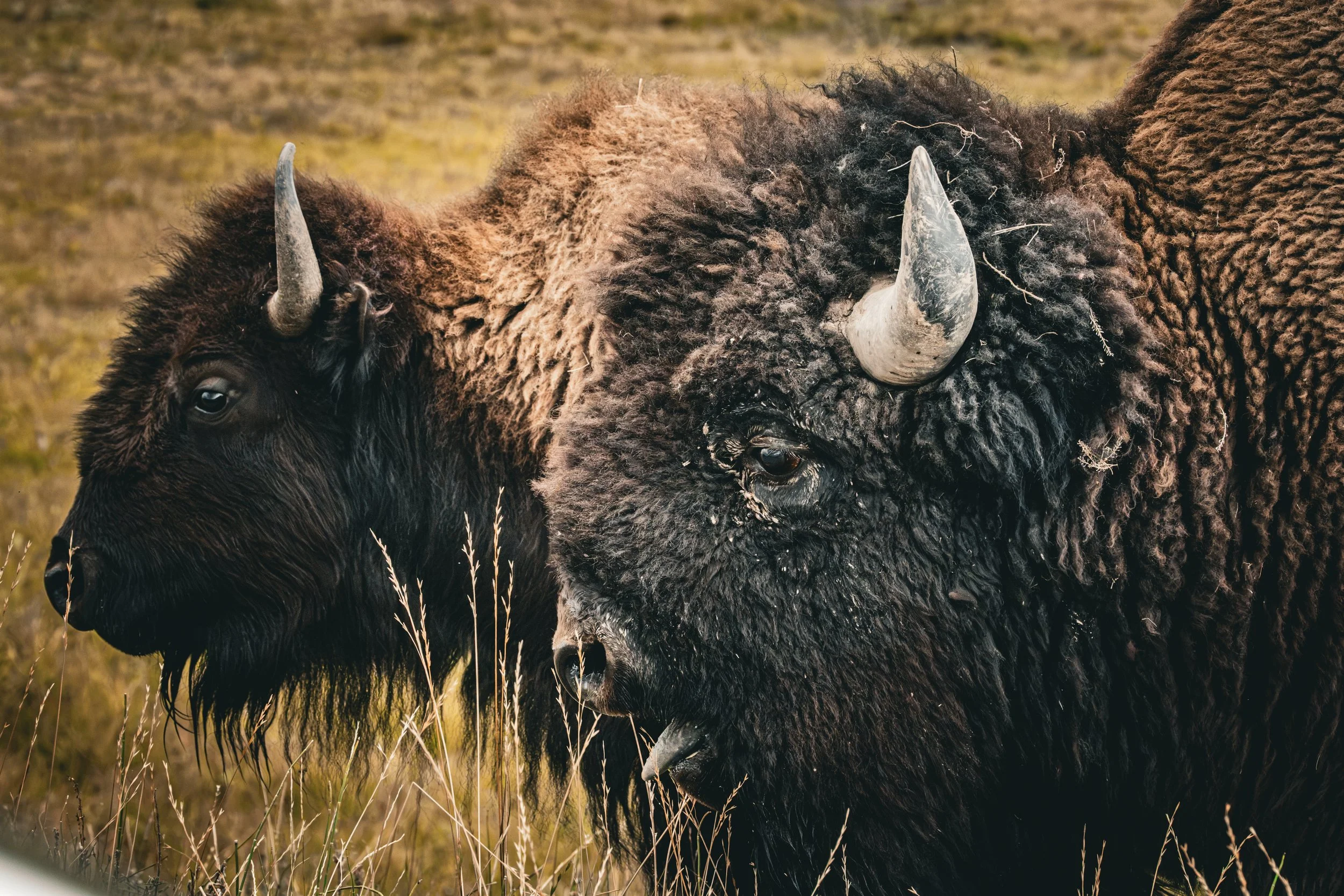 American Bison