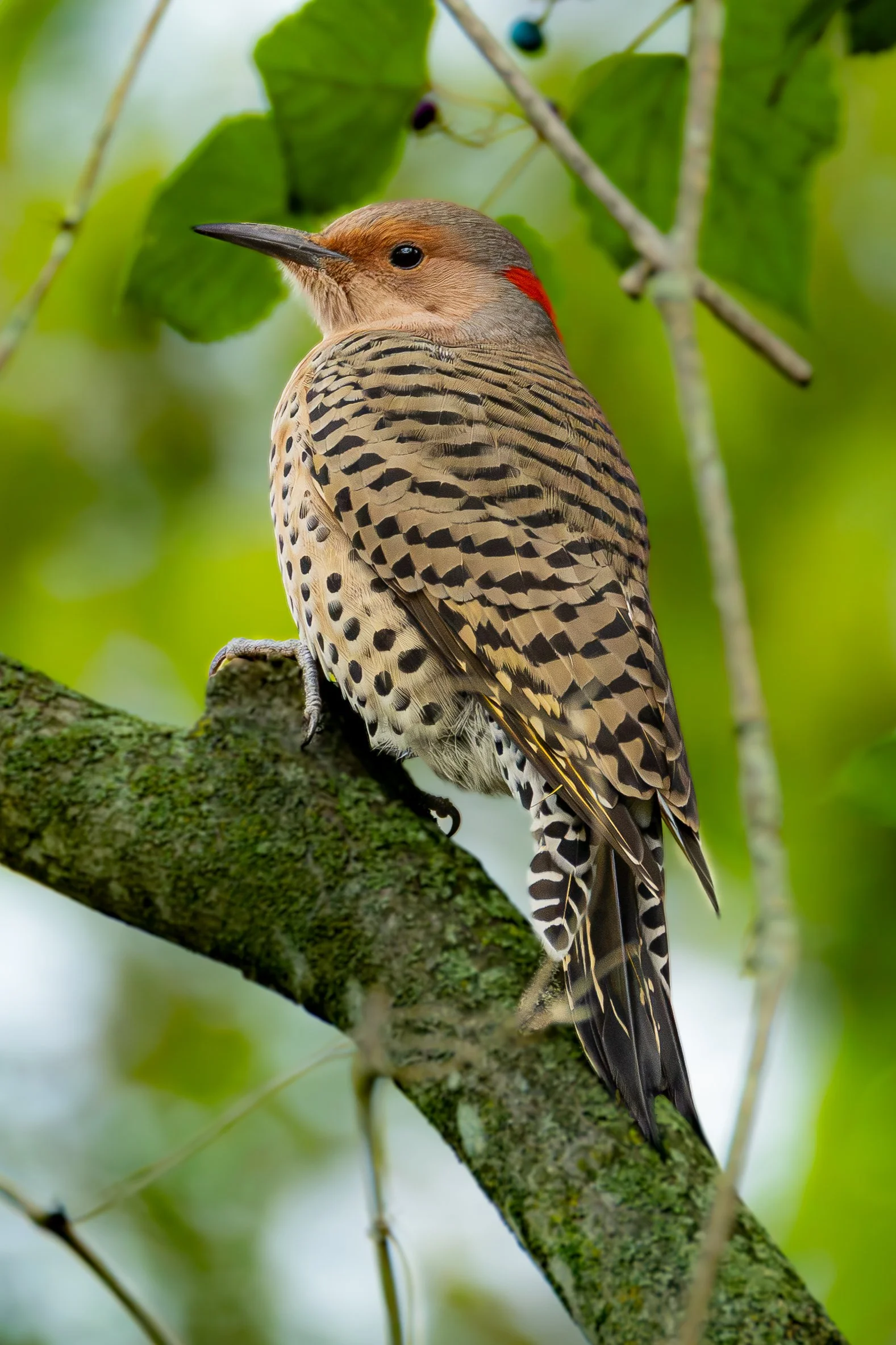 WOODPECKERS
