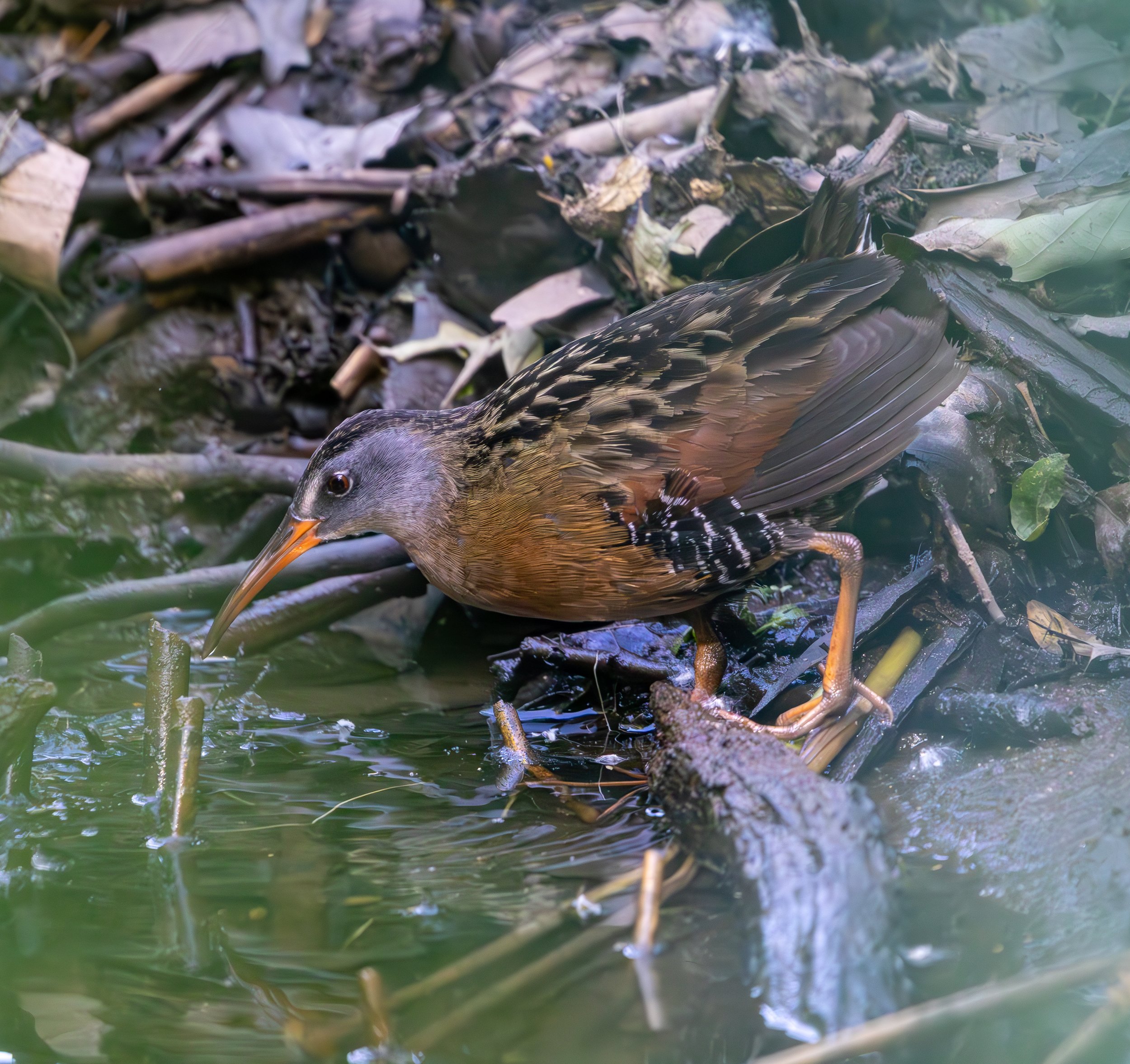 Virginia Rail, Van Cortlandt Park