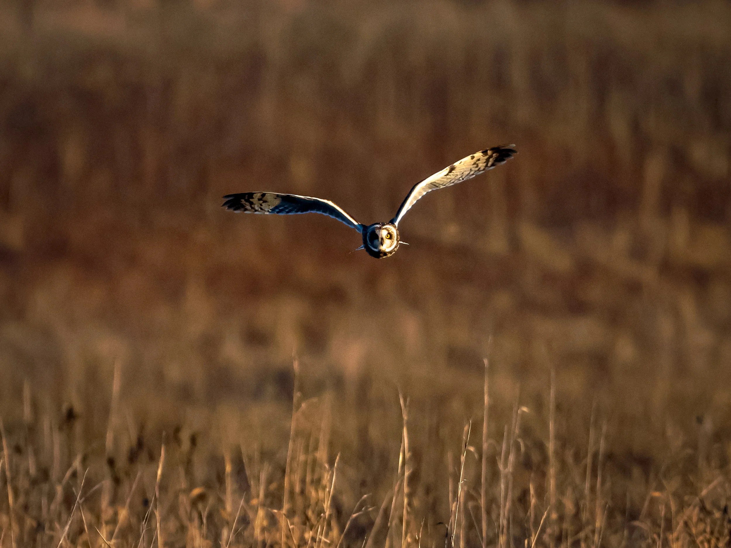A short-eared owl floats about the grassland