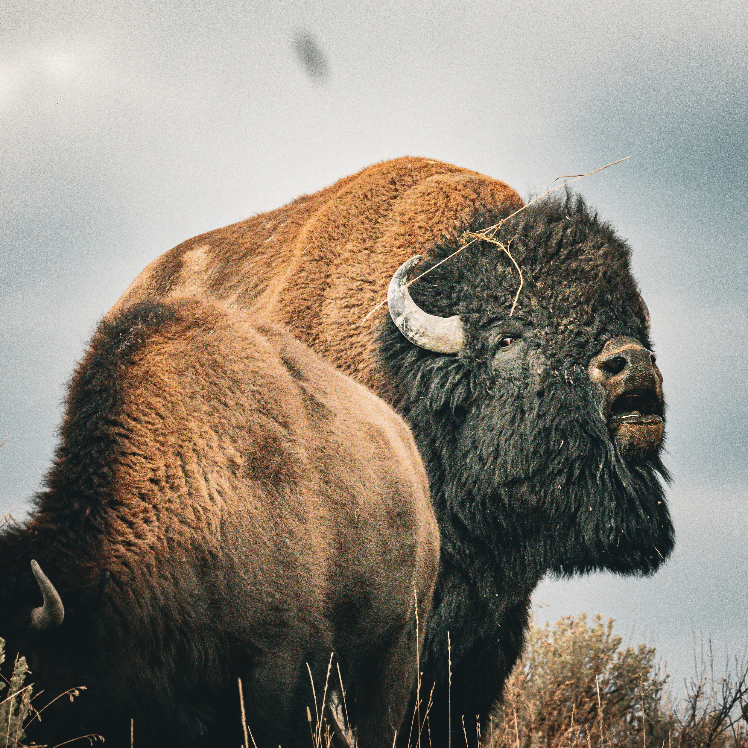 A bellowing Bison