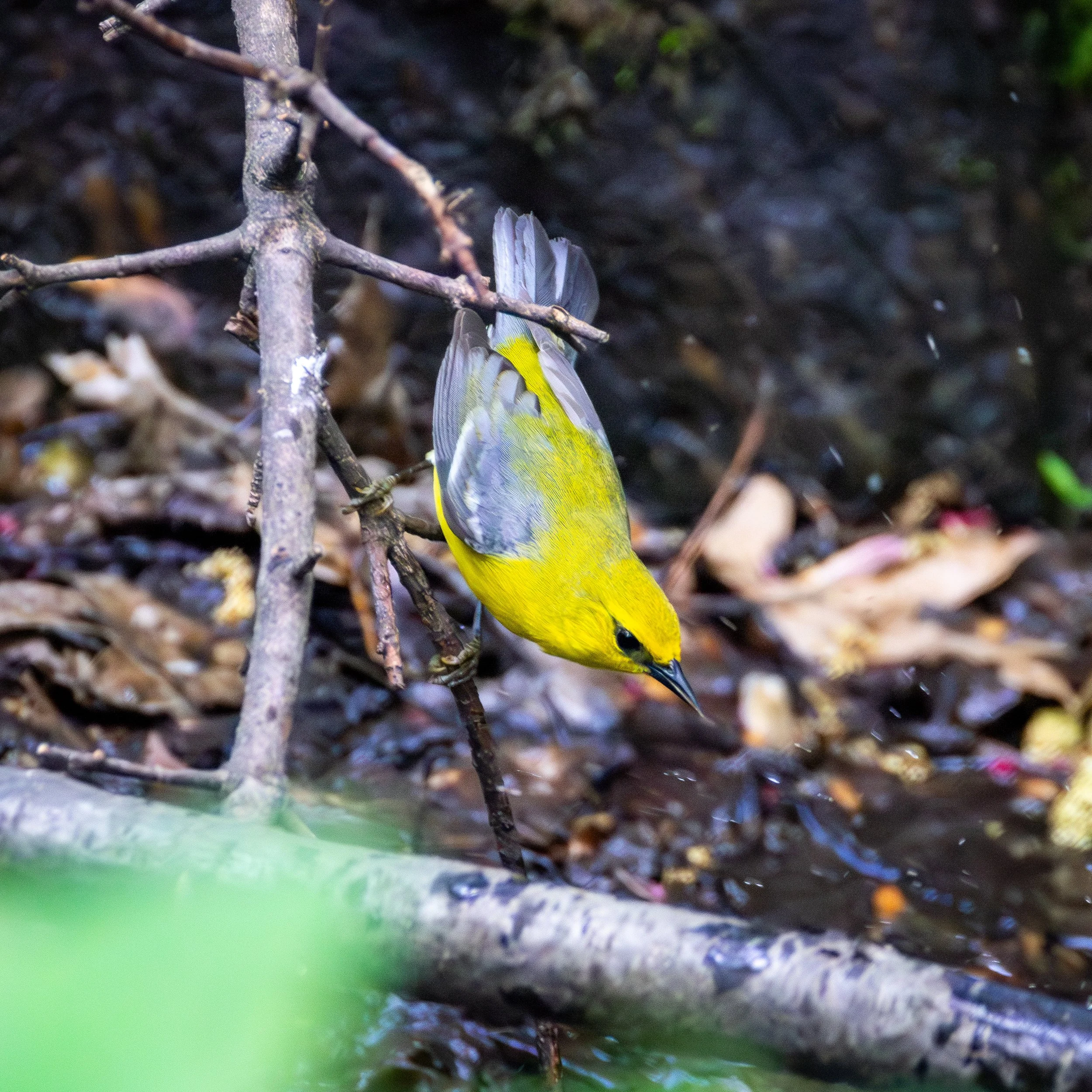 Blue-winged Warbler