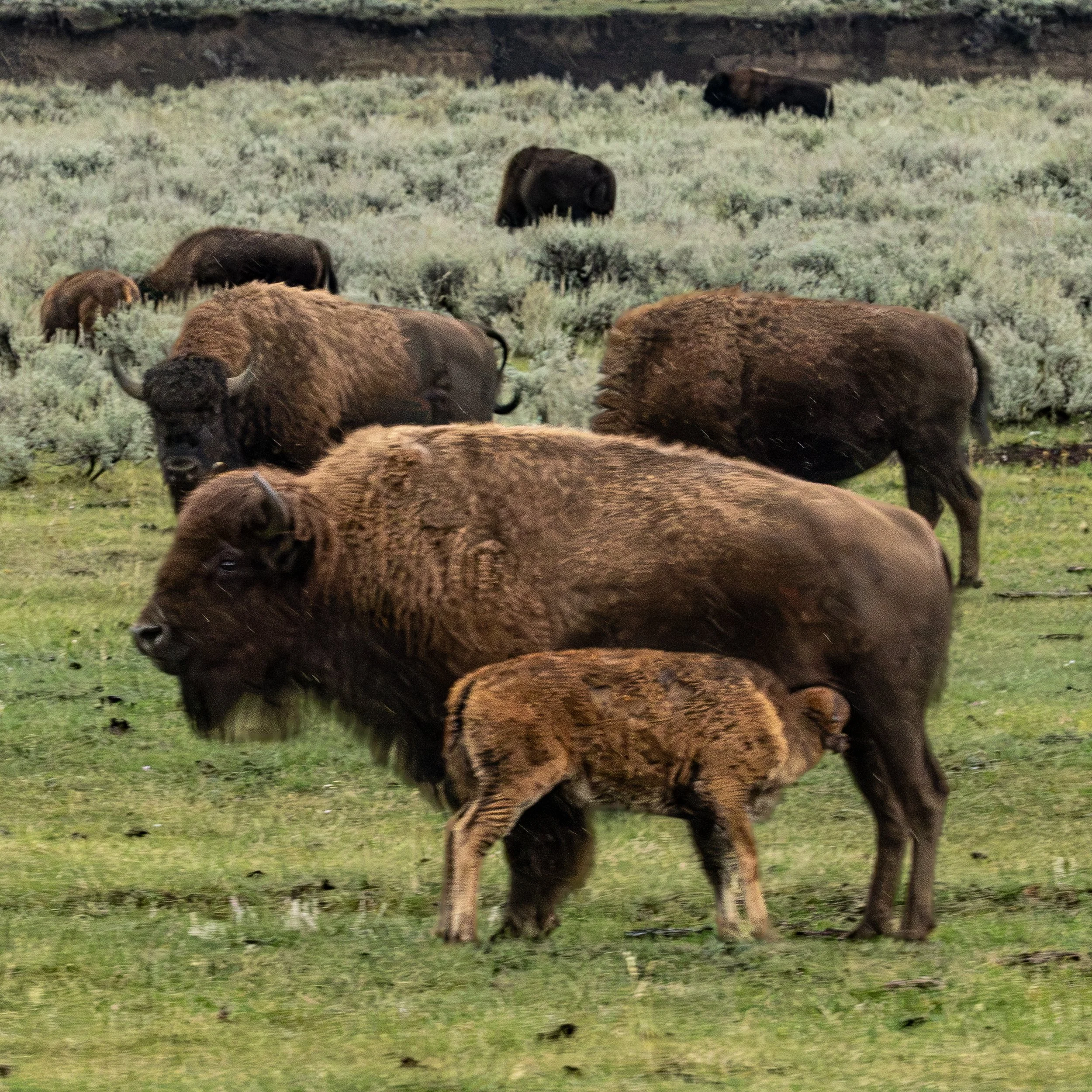 A Bison herd with a feeding Red Dog