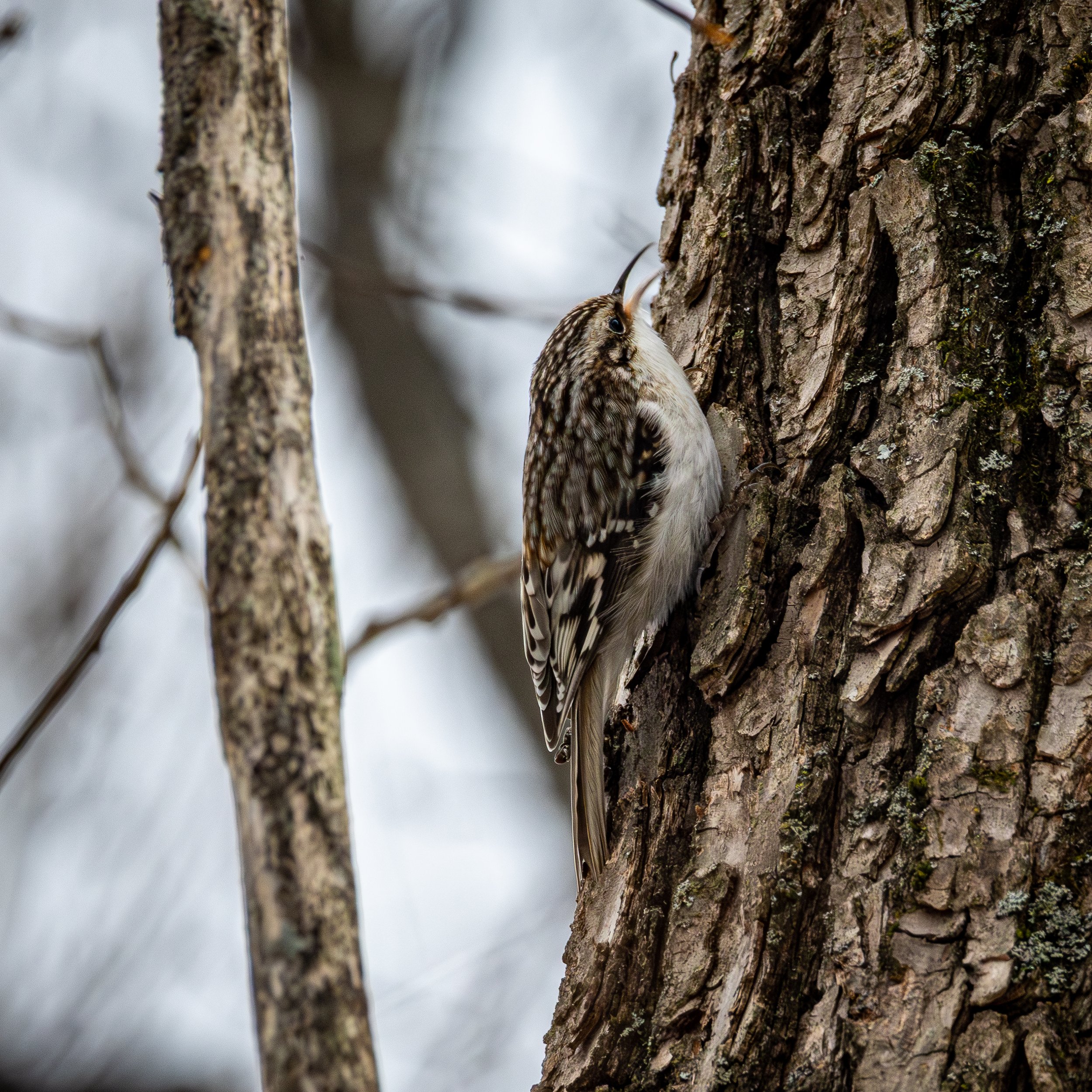 Brown Tree Creeper has a speckled brown back with a white underside