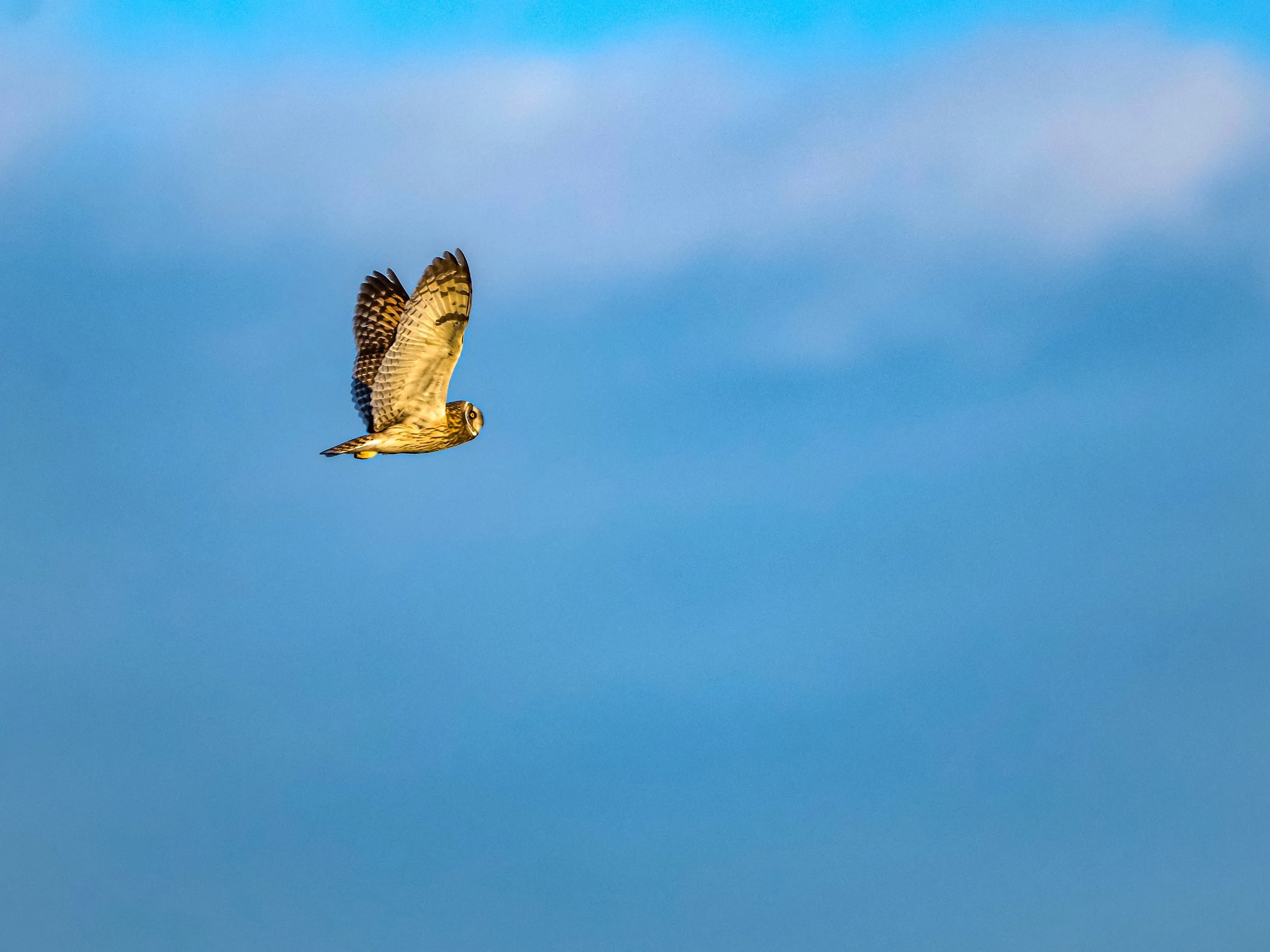 A Short-eared Owl soars against the sky