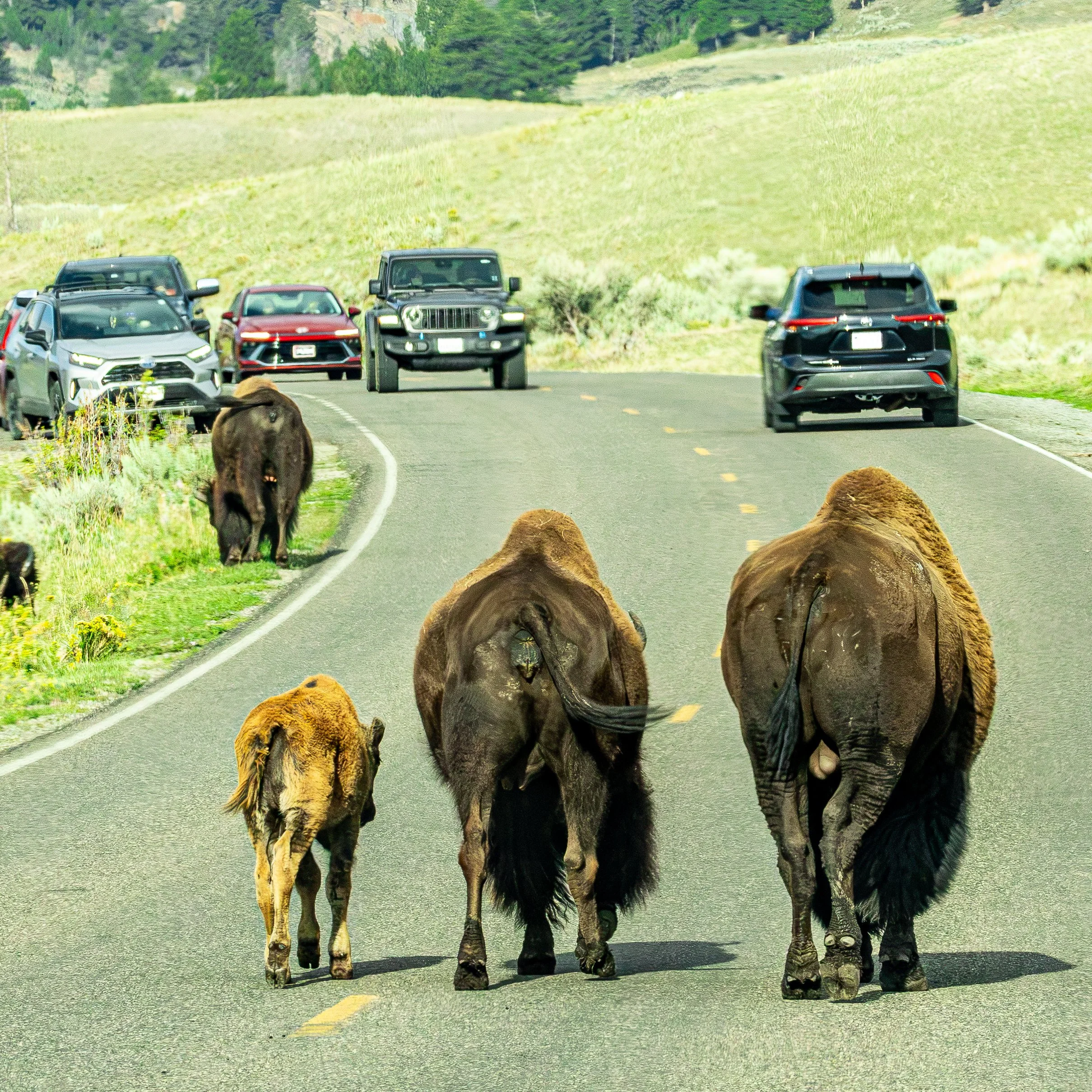 A Bison family crosses the road