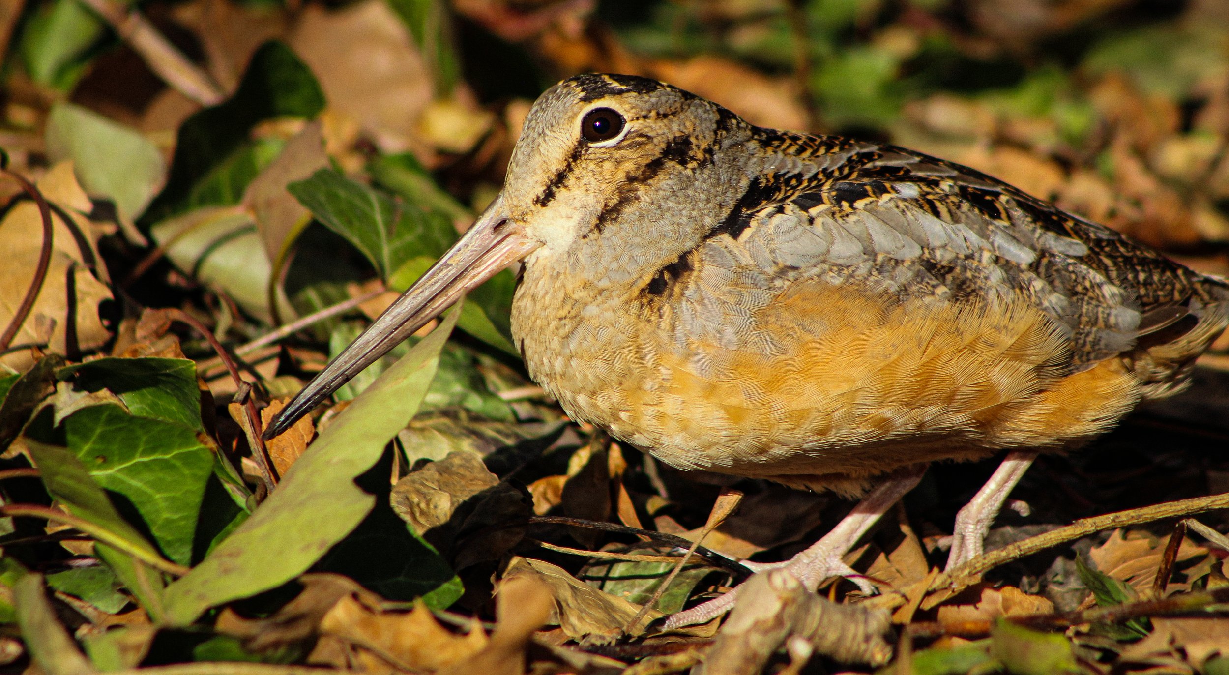 American Woodcock, Bryant Park