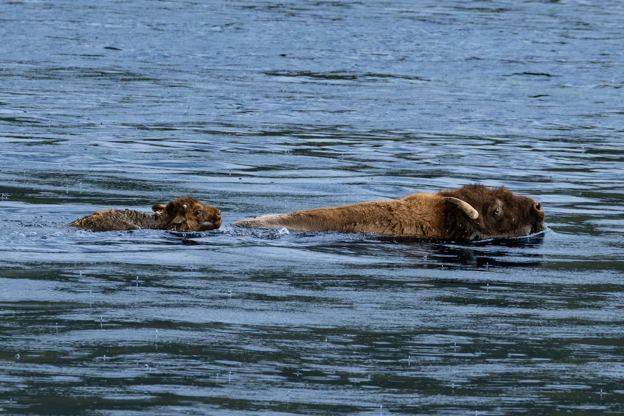 Bison forwarding the River