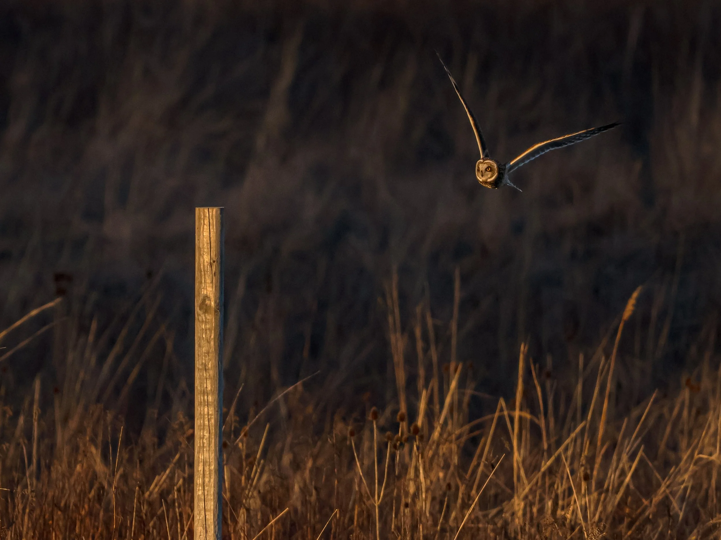 A Short-eared Owl floats towards a fencepost. 