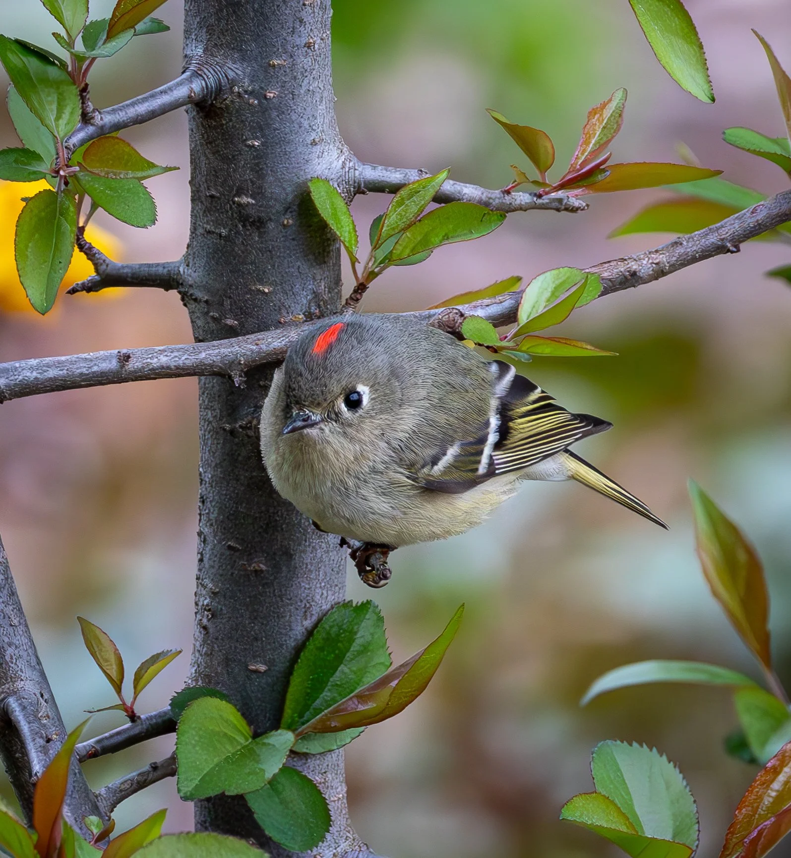 Ruby-crowned Kinglet is predominantly gold with yellow and black wings and a bright red mark on their head.