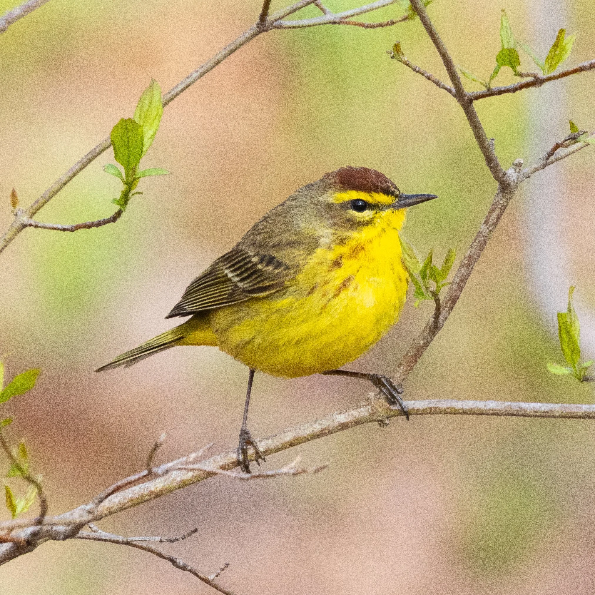 Palm Warbler. Yellow body, brown wings, and a red cap!