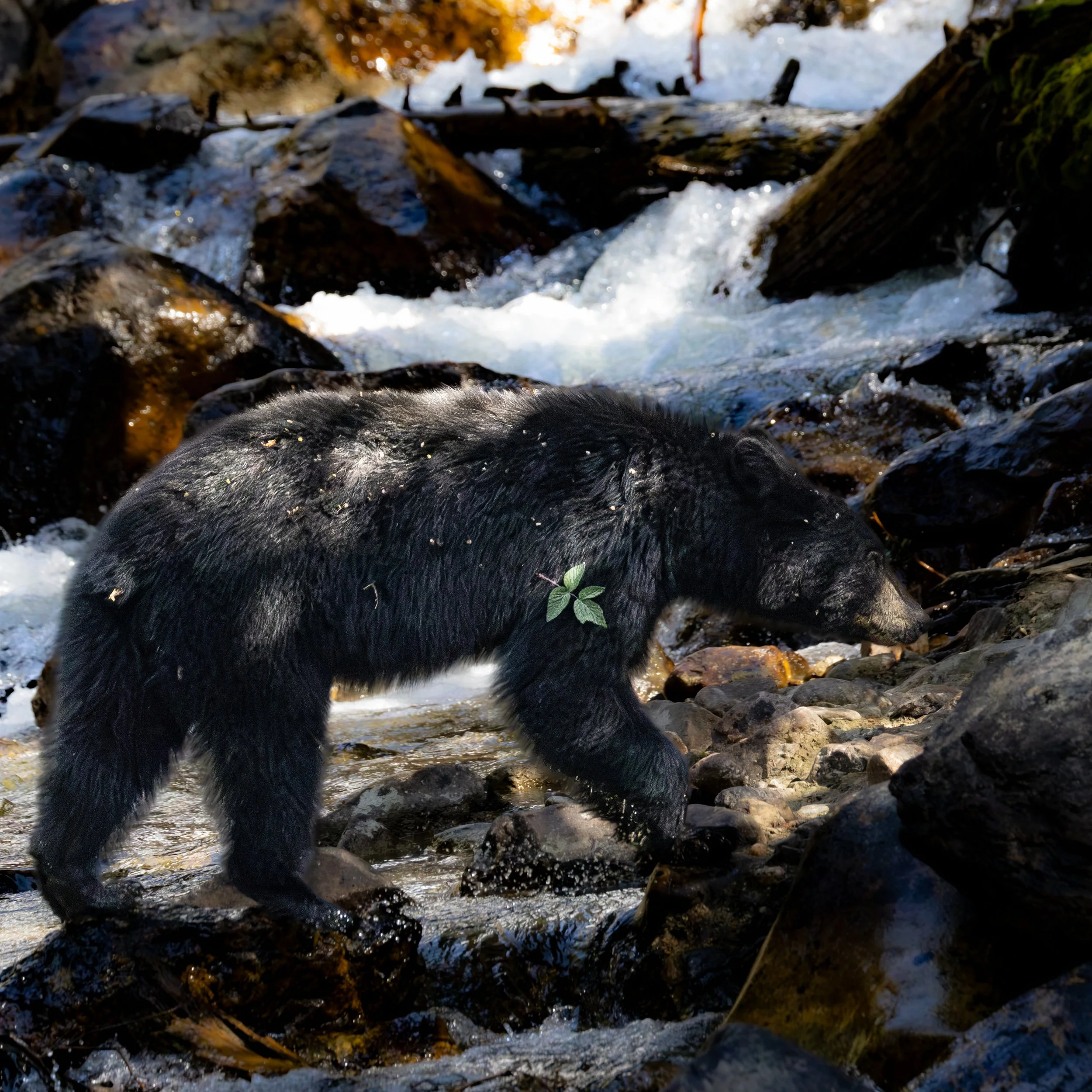 American Black Bear near Hidden Falls