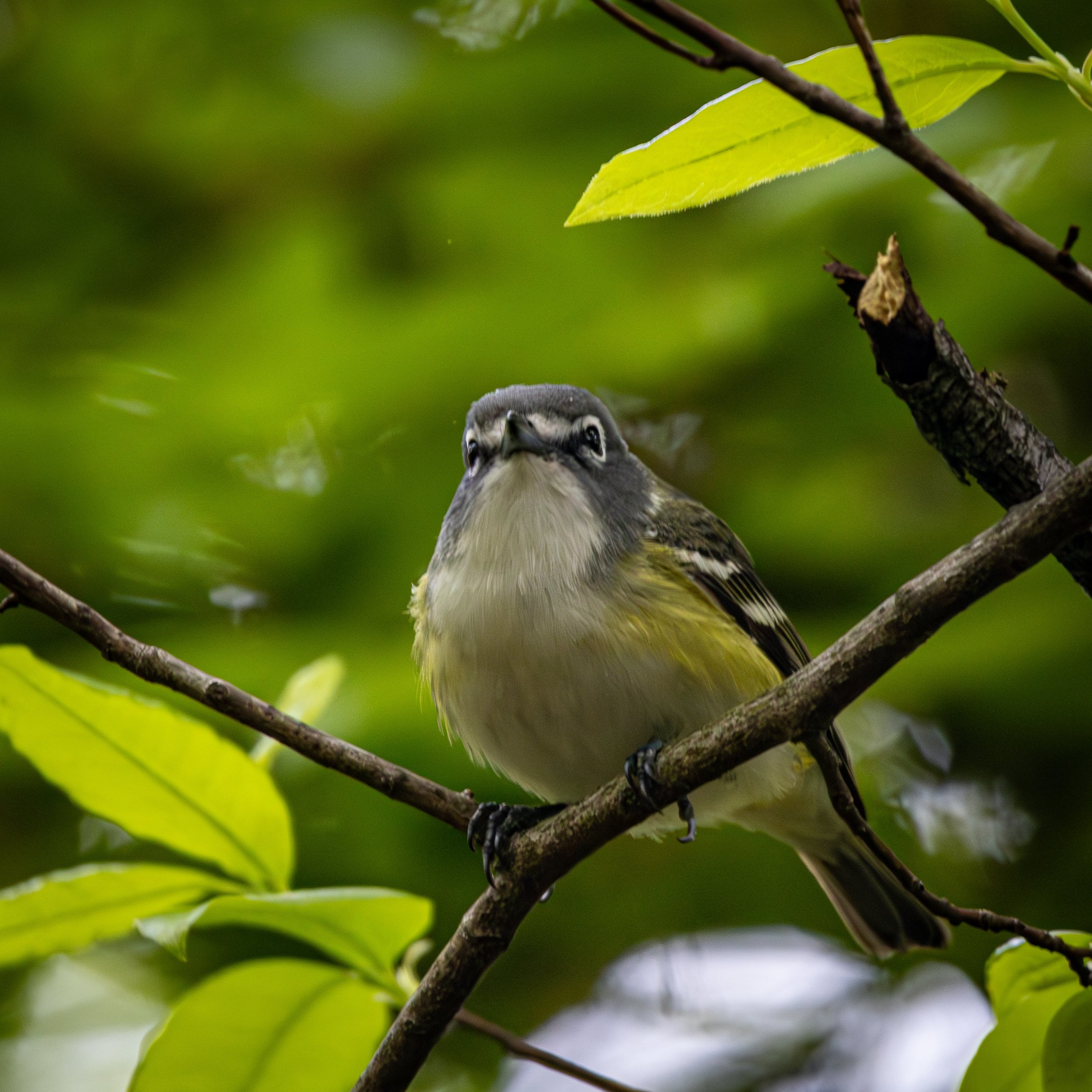 Blue-headed vireos have a blue head with white eye rings, a yellow body, and golden wings. 