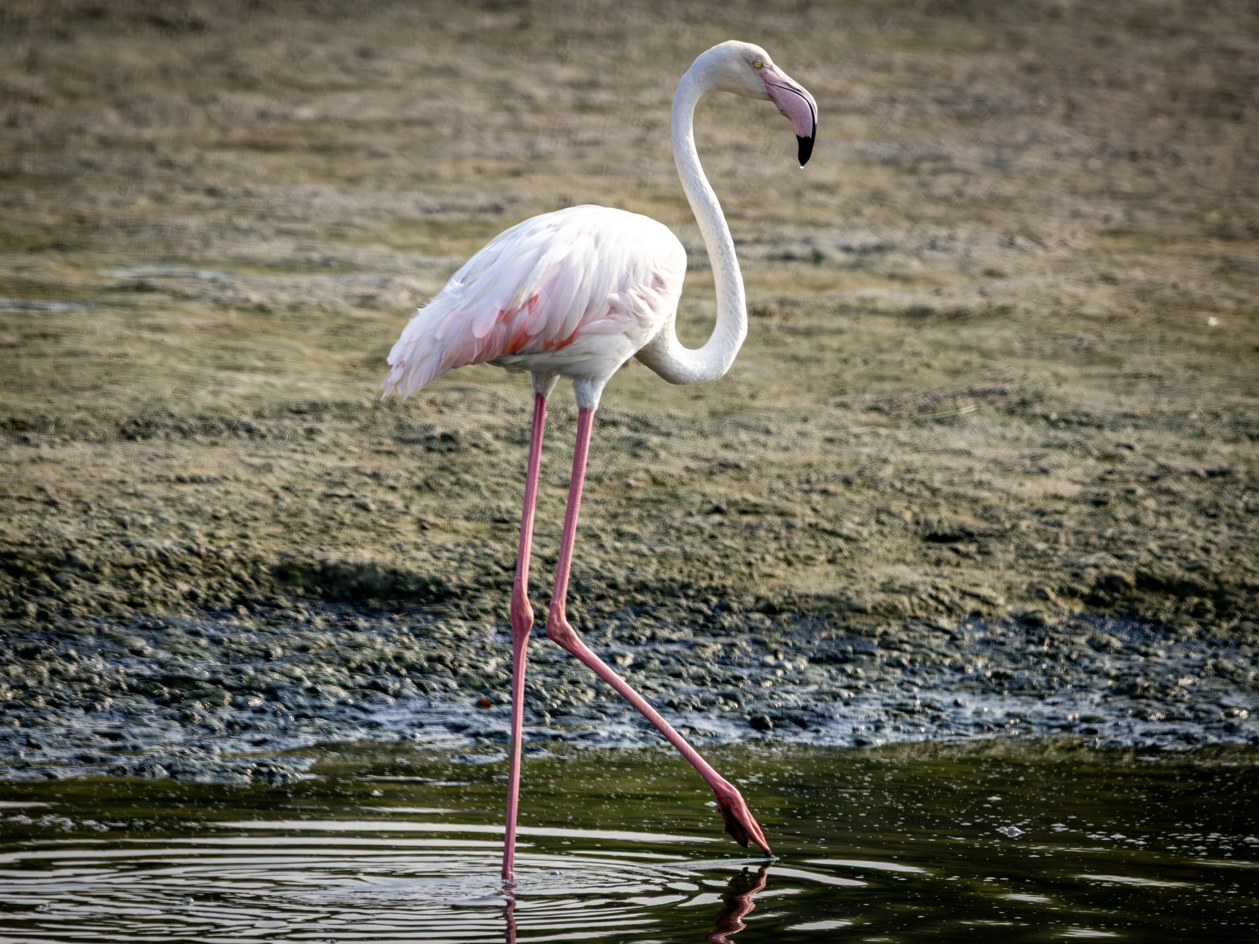 Greater Flamingo