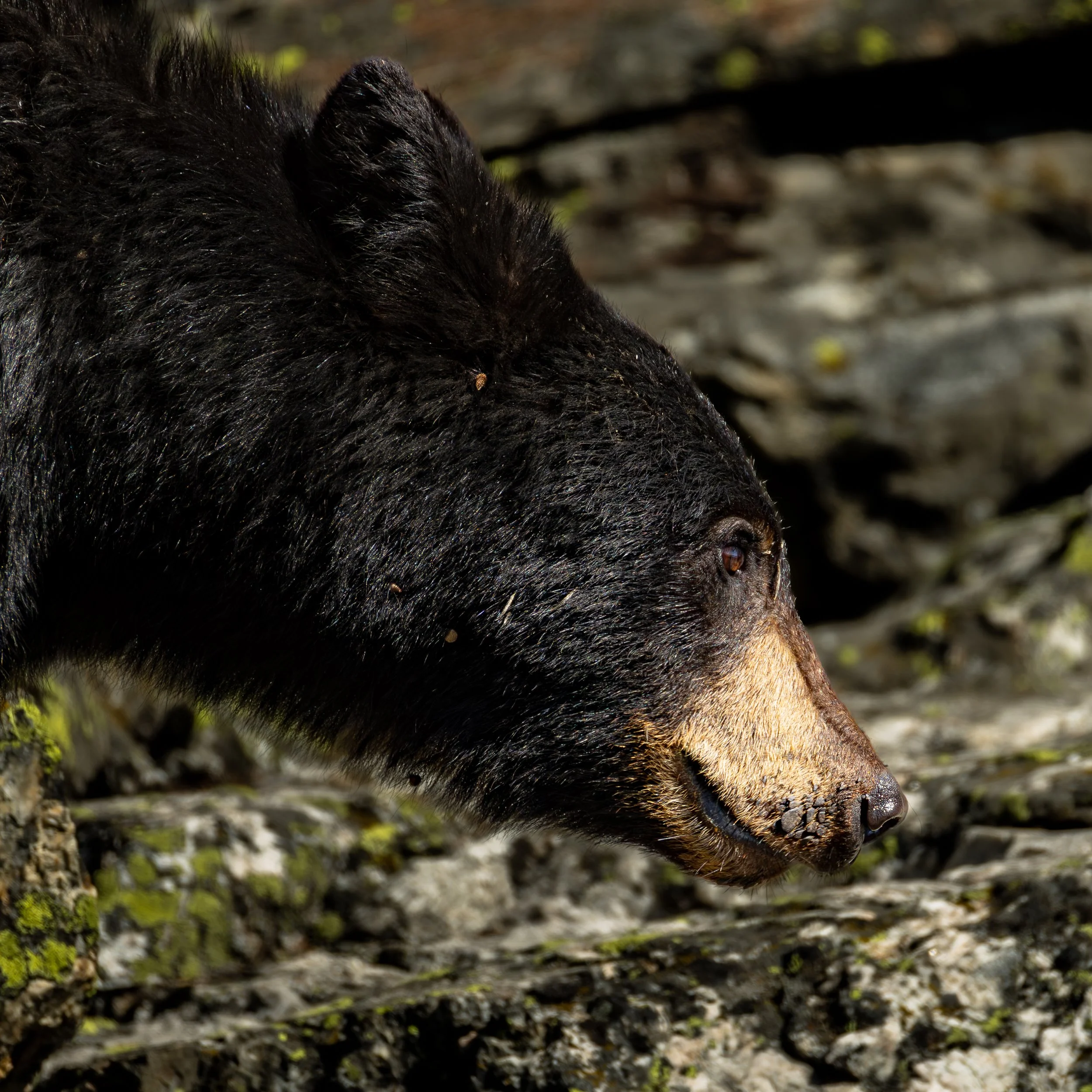 A Close encounter with an American Black Bear