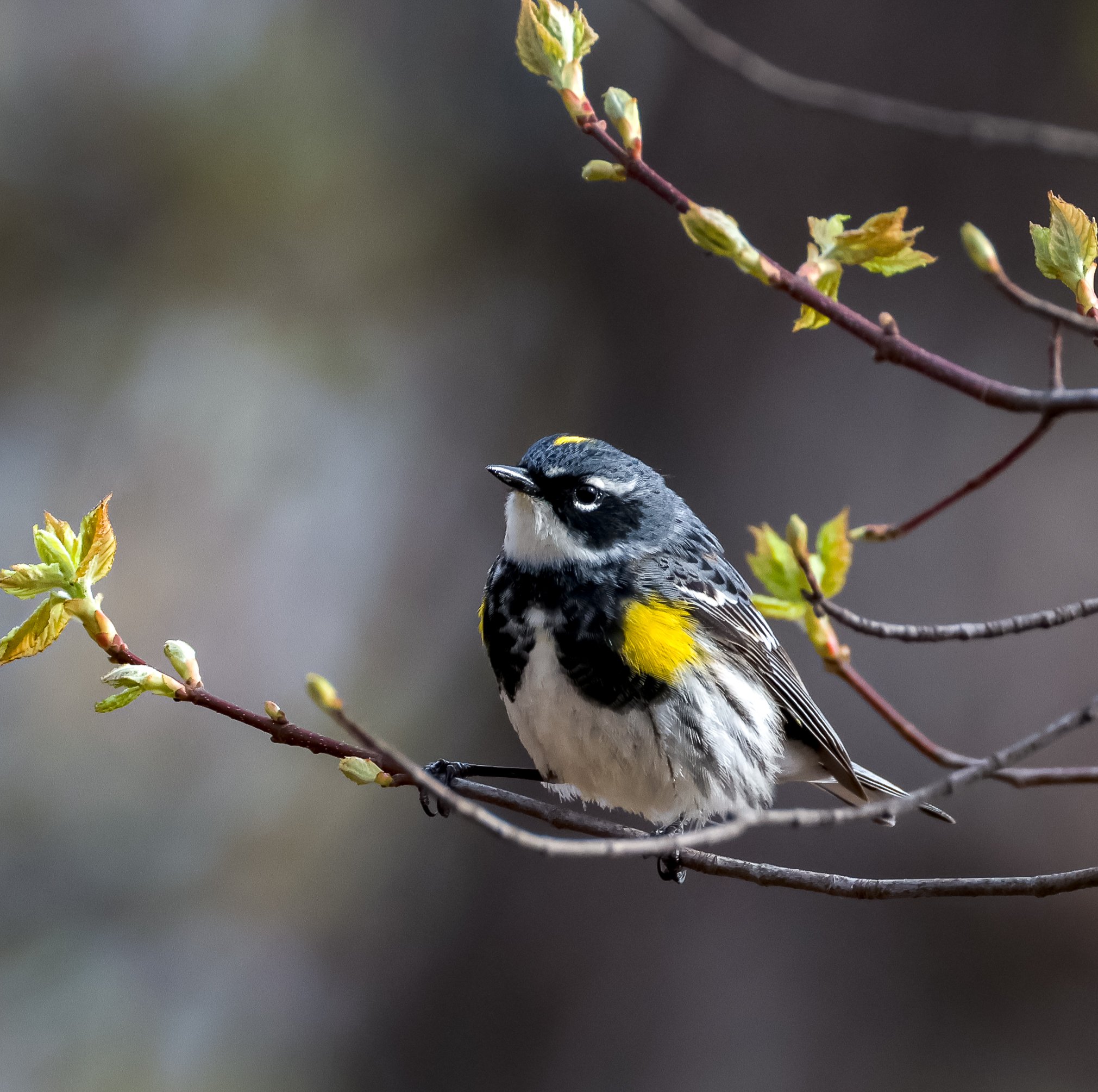 Yellow-rumped Warbler