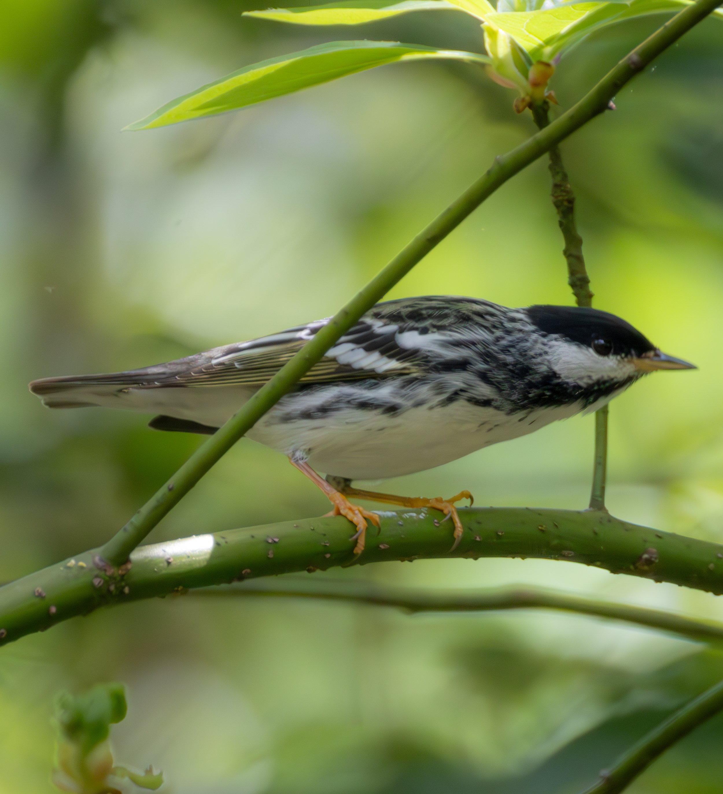 Blackpoll Warbler has a black back, scattered black and white markings across the body, and slight yellow highlights 