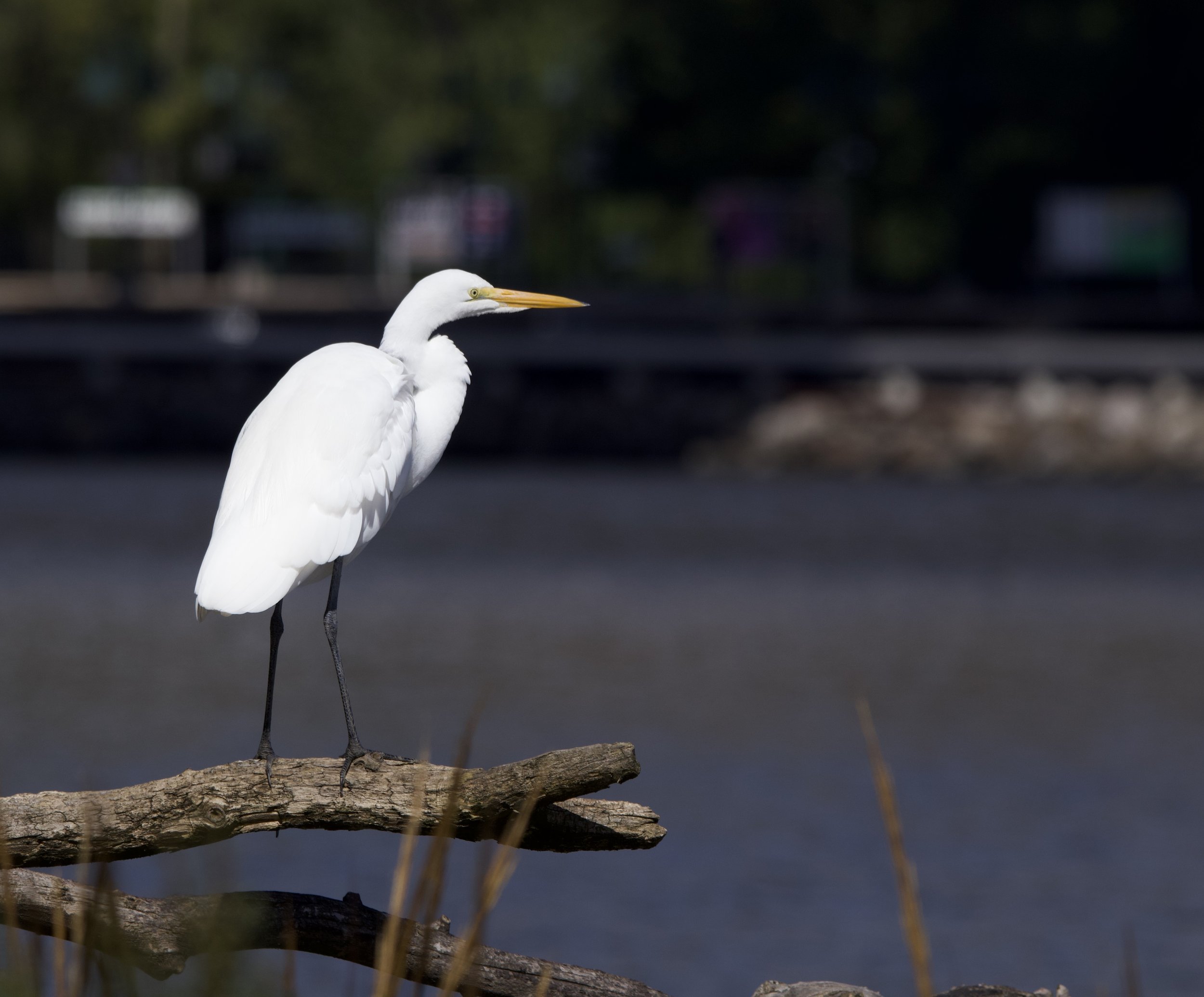 Great Egret, Inwood Hill Park