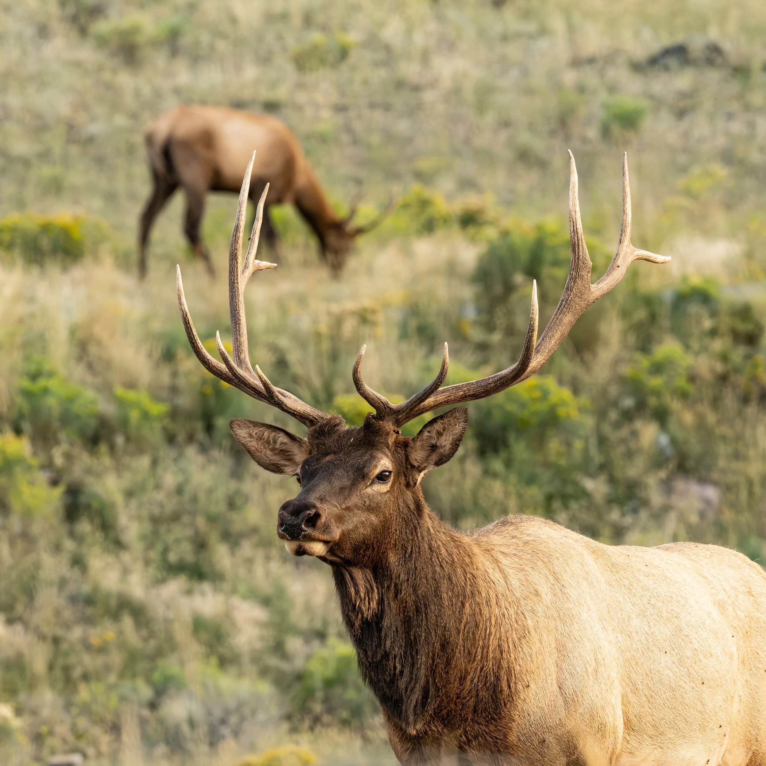 A Wapiti defenders its herd