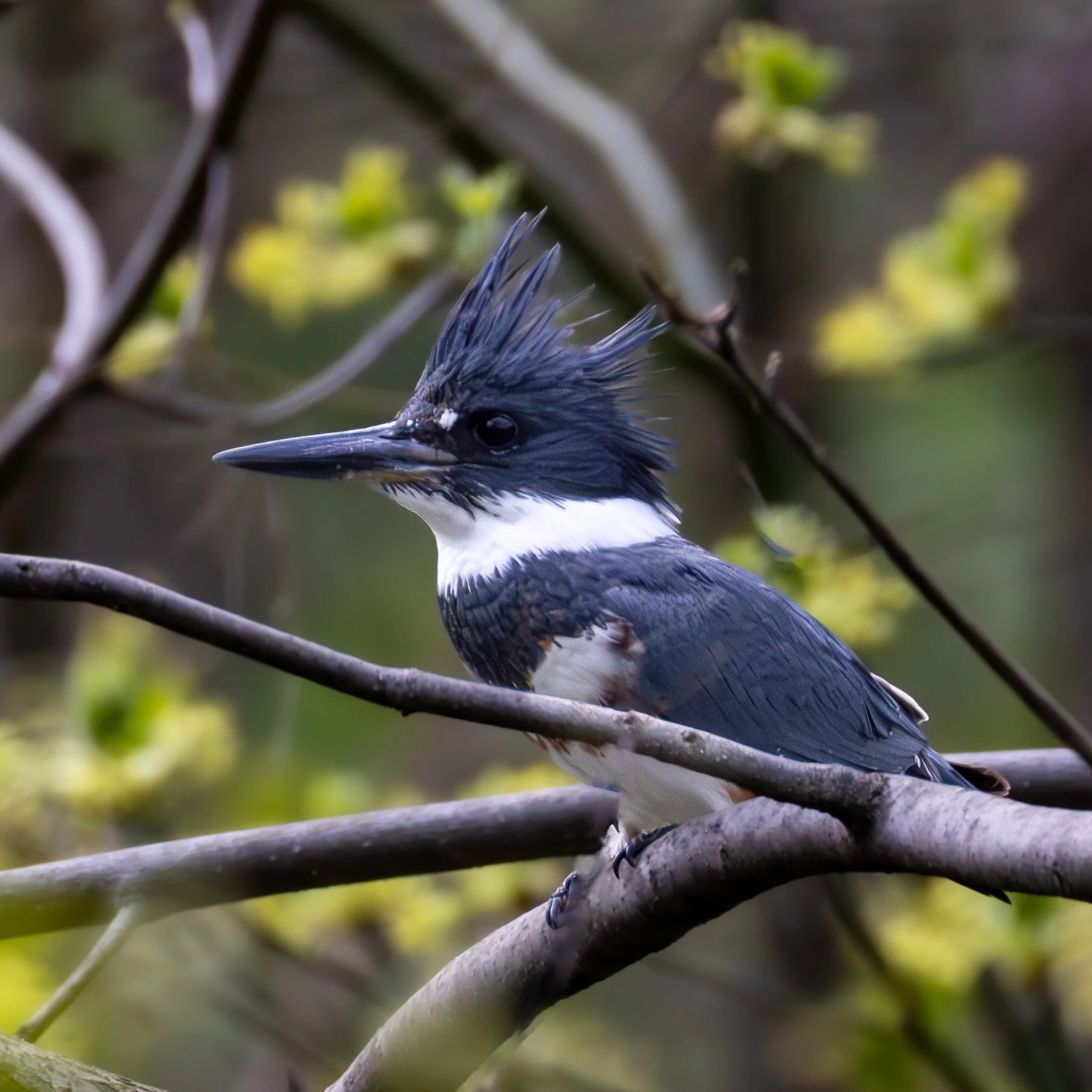 Belted Kingfisher