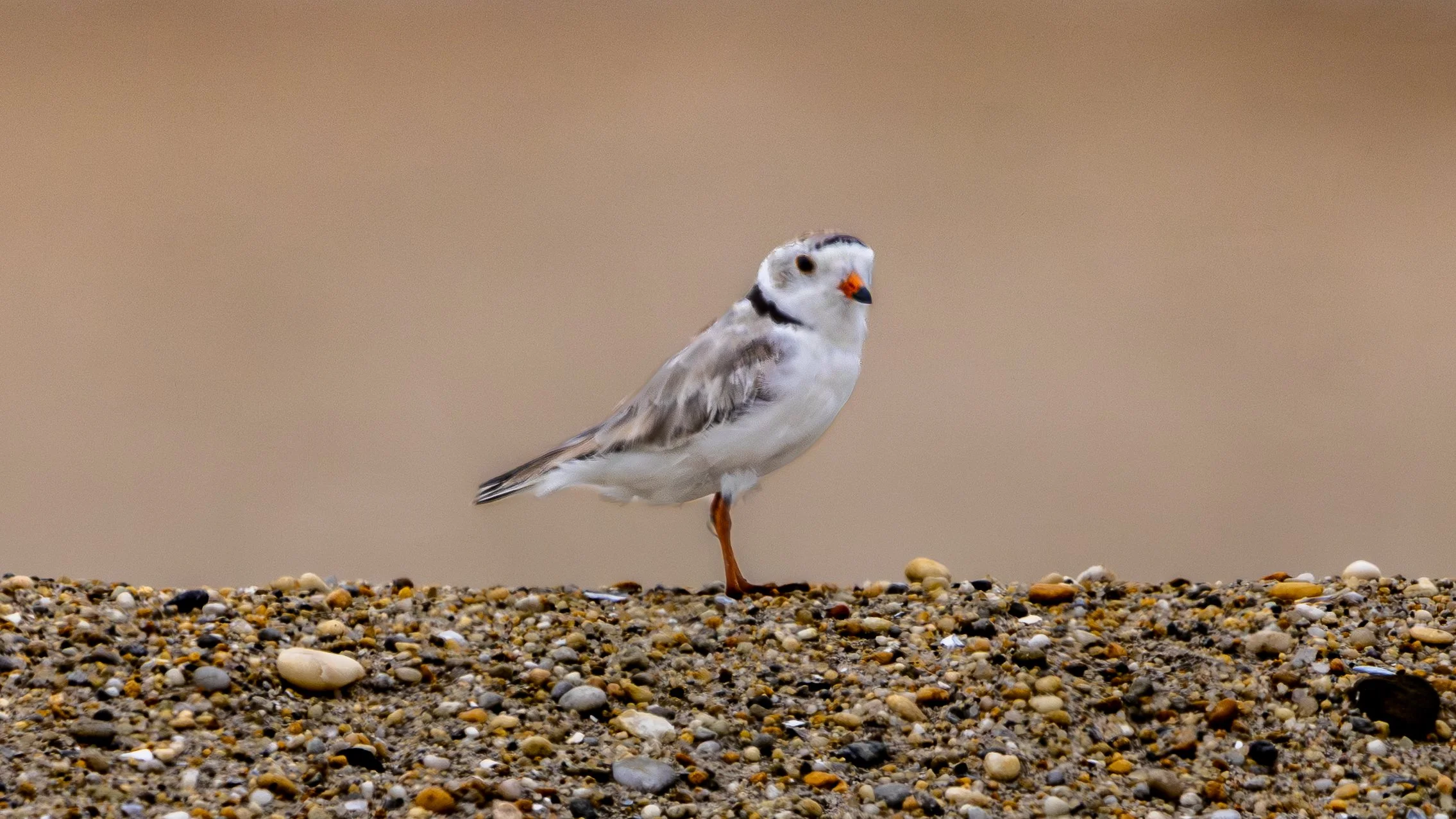 SHOREBIRDS