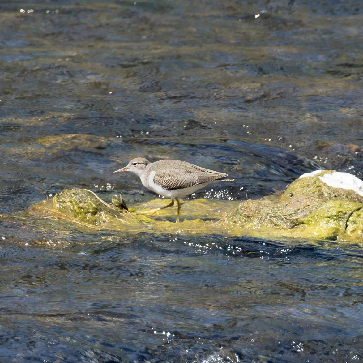 Spotted Sandpiper