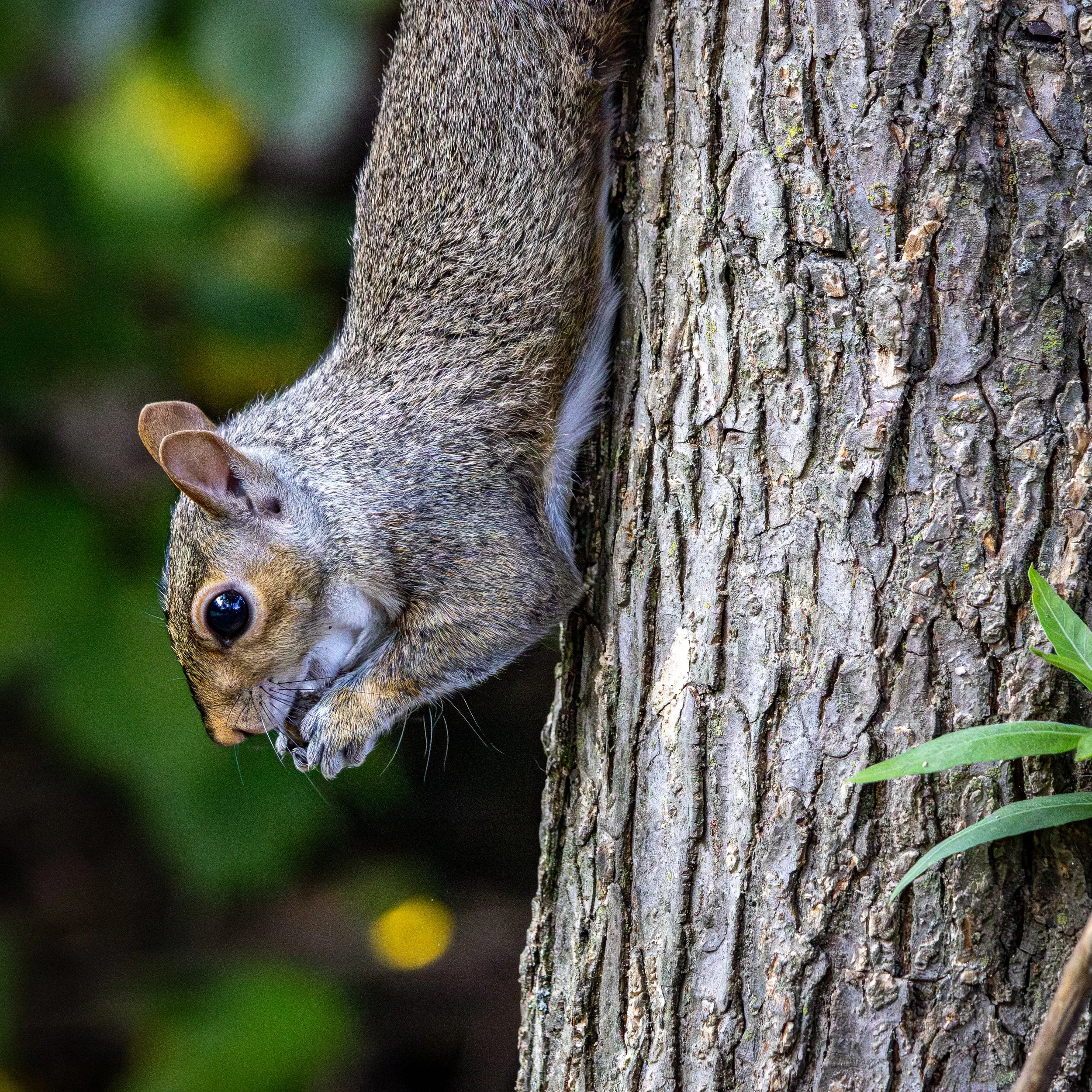 An Eastern Grey Squirrel hangs upside down from a tree, snacking on an acorn.