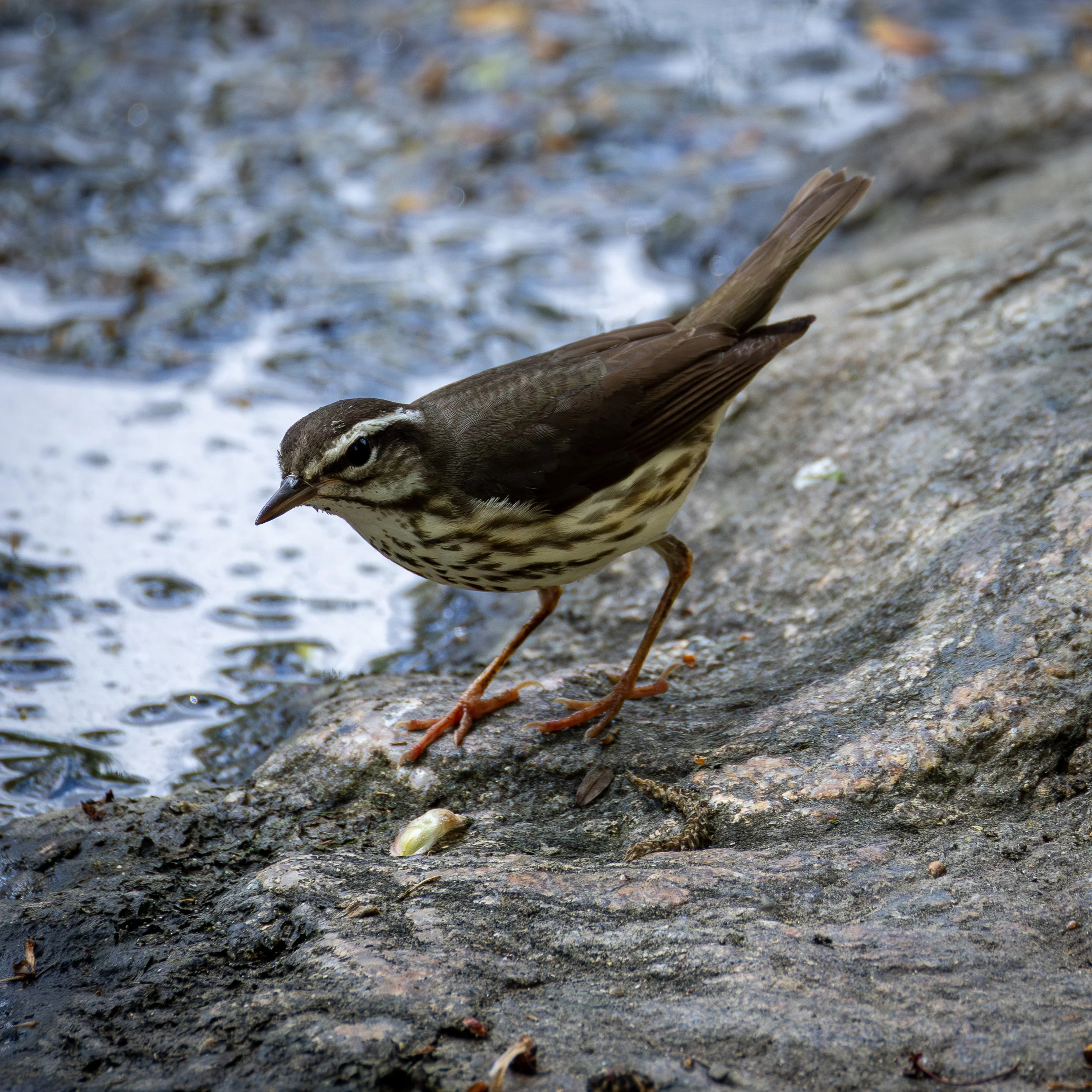 Louisiana Waterthrush has a brown back and cap with white head markings, and a speckled underside 