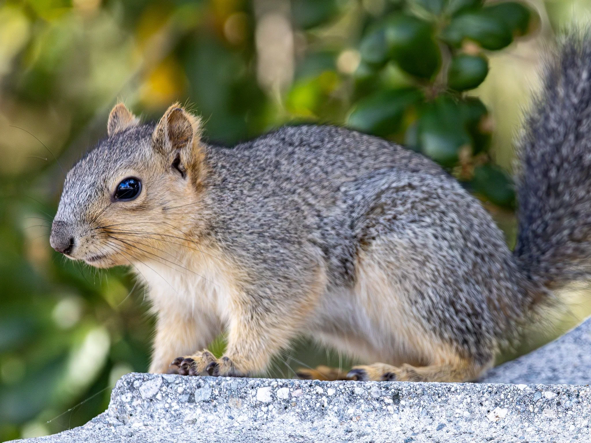 Western Fox Squirrel