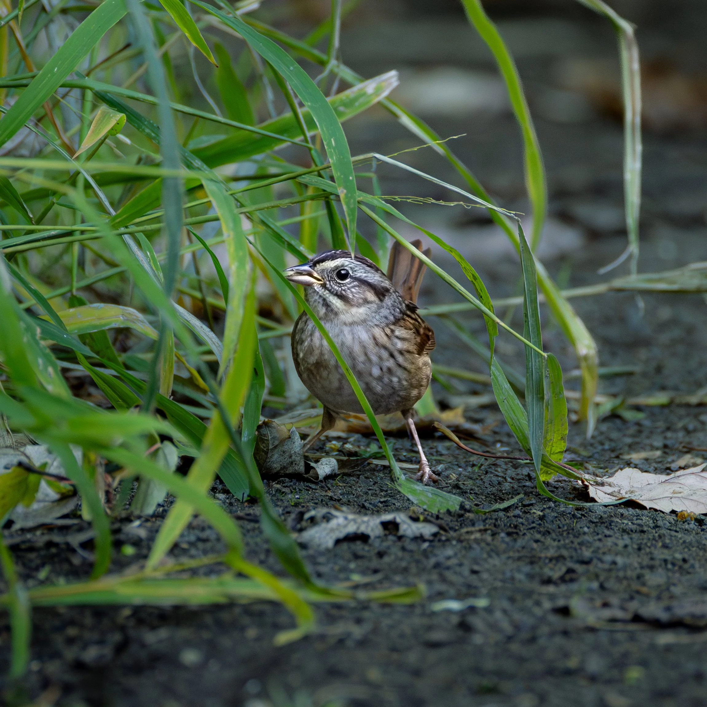 Swamp Sparrow