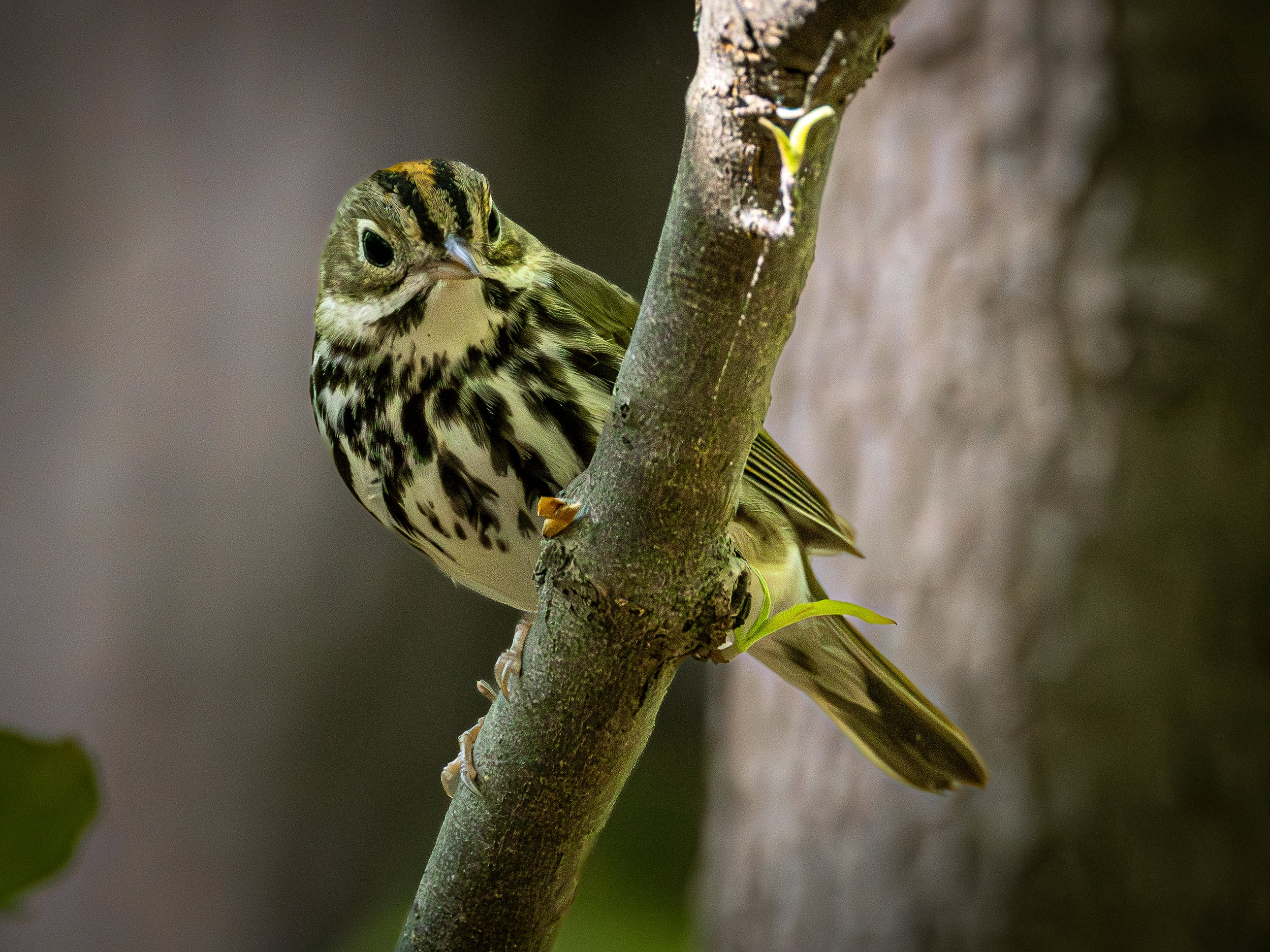 Ovenbird