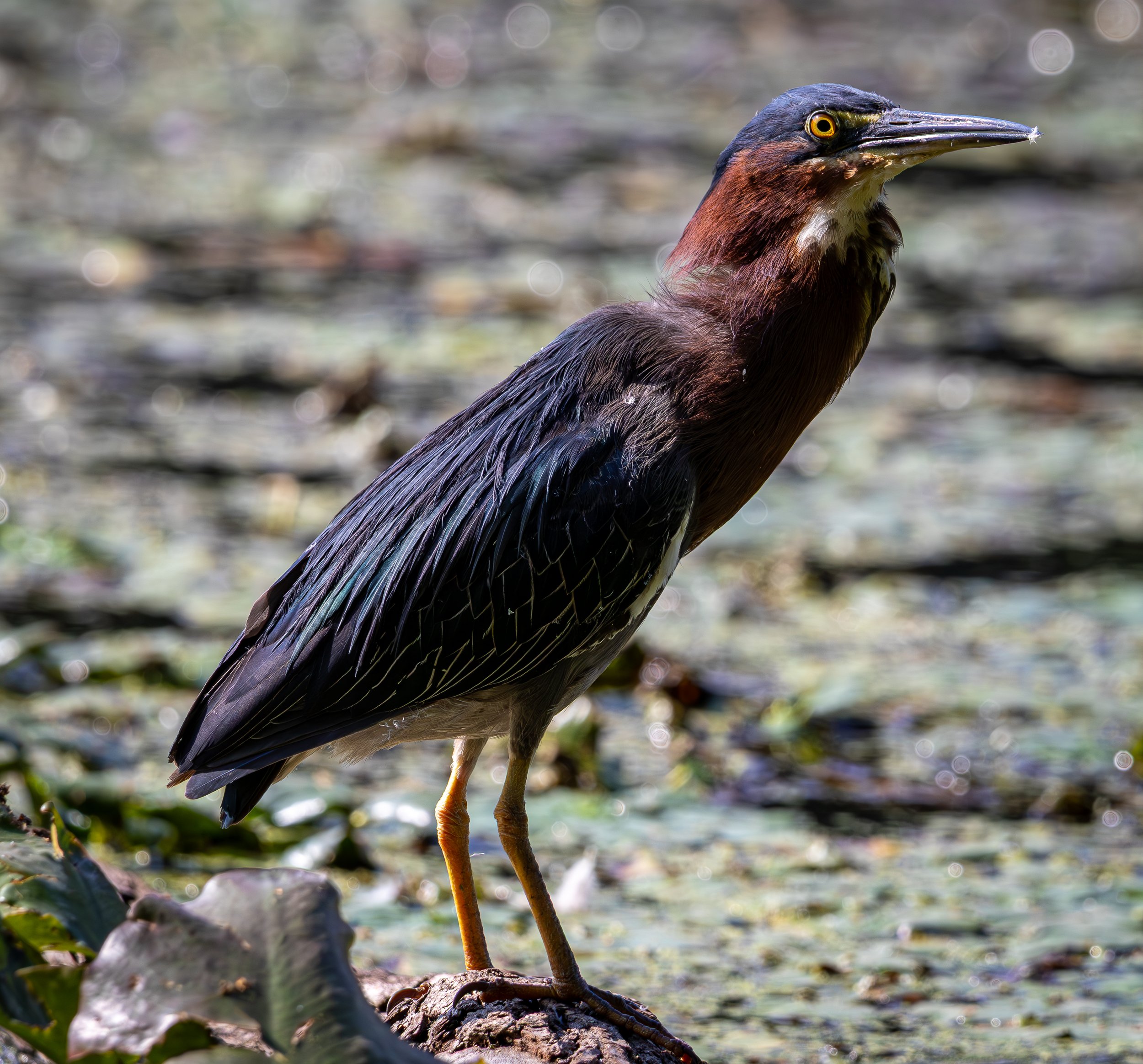Green Heron, Van Cortlandt Park