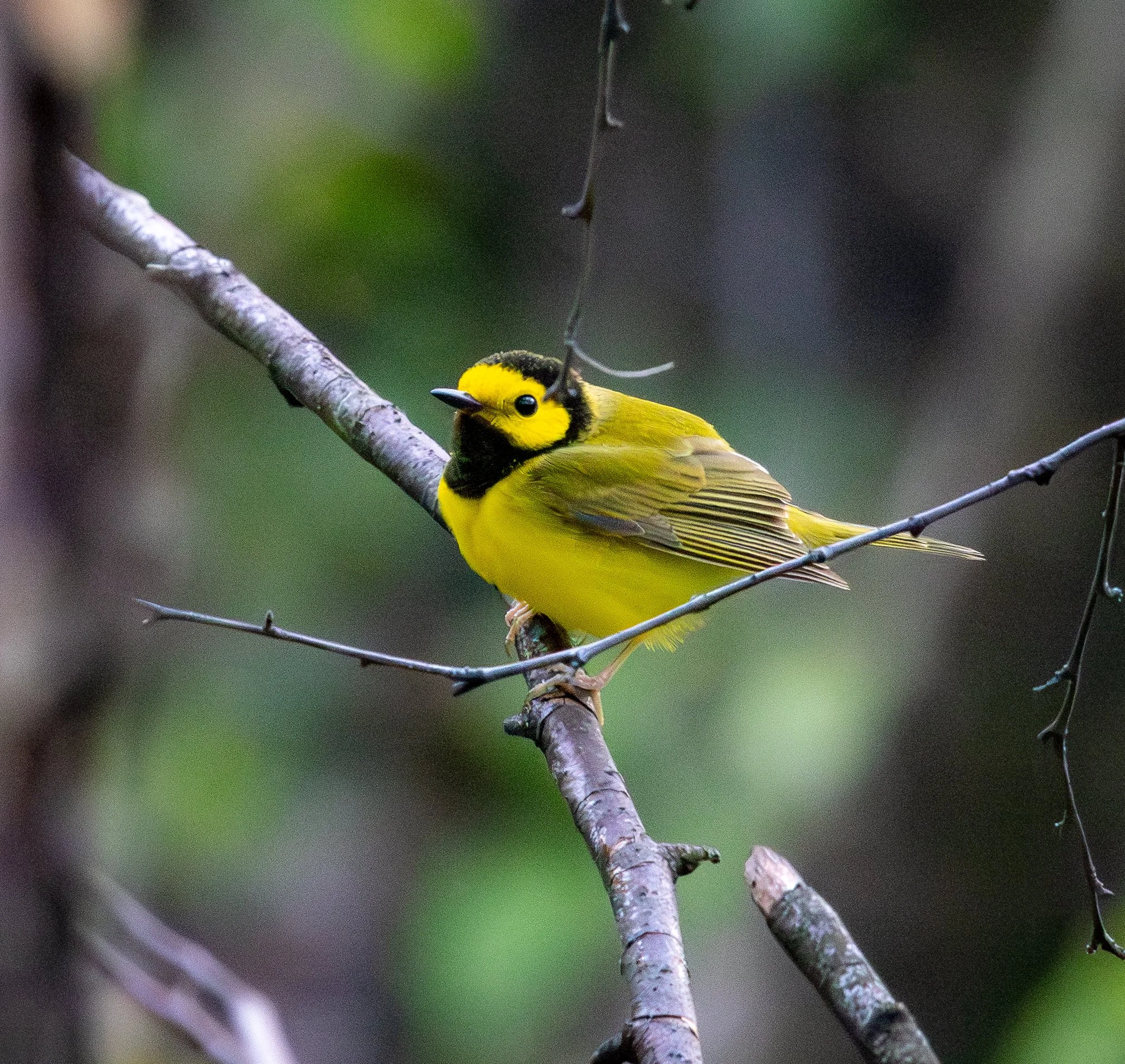 Hooded Warbler- Mostly Yellow with a black hood