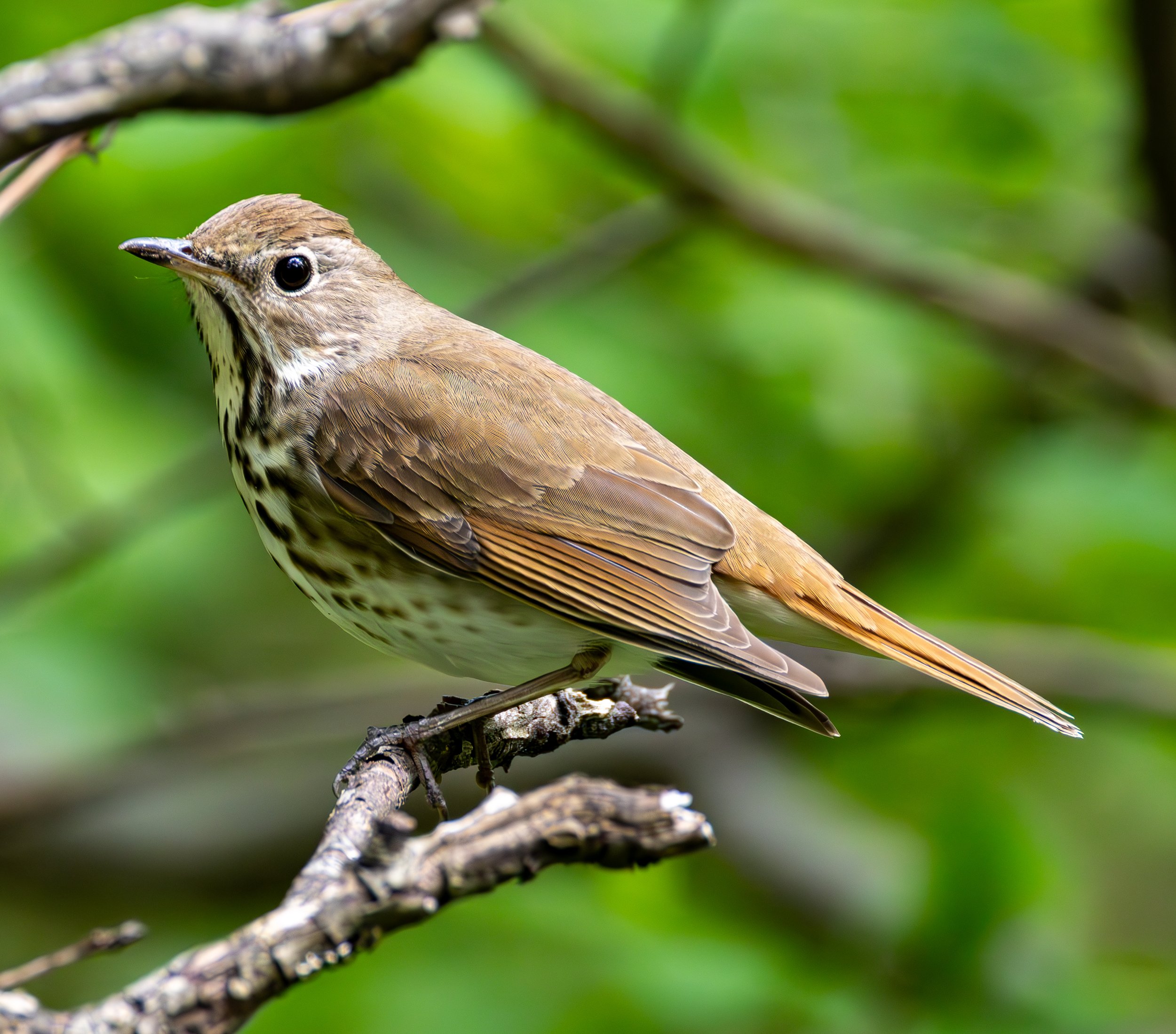 Hermit Thrush as a brown back and cap with a rusty tail and specked chest