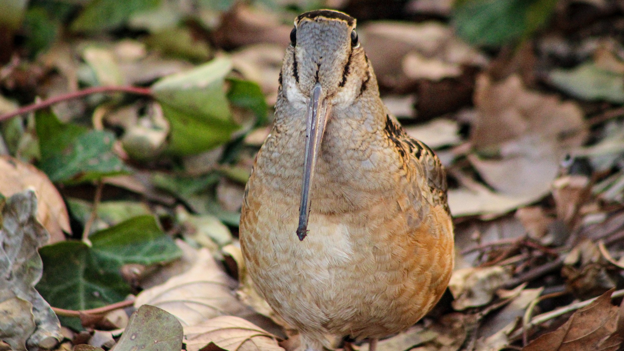 American Woodcock, Bryant Park