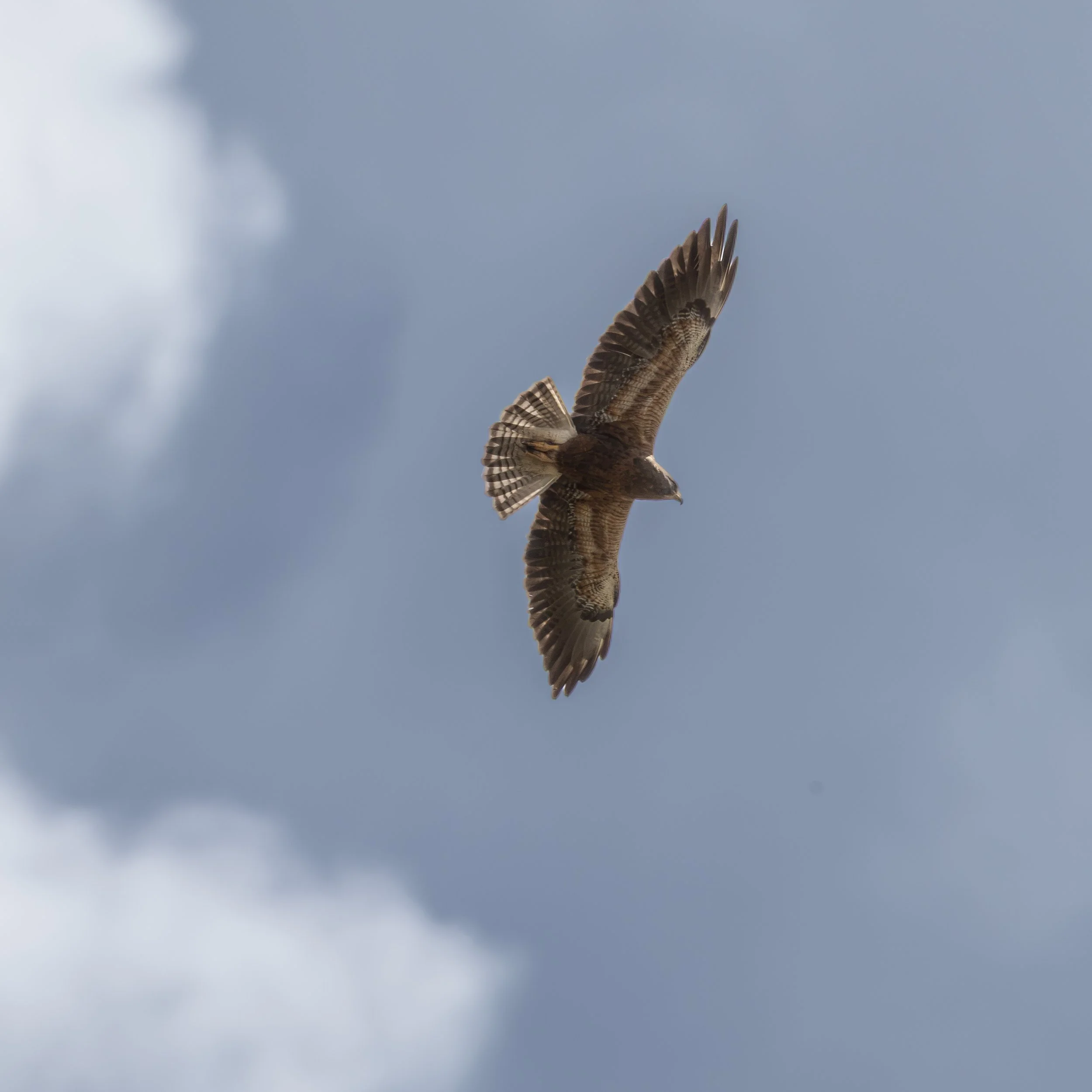 Swainson's hawk