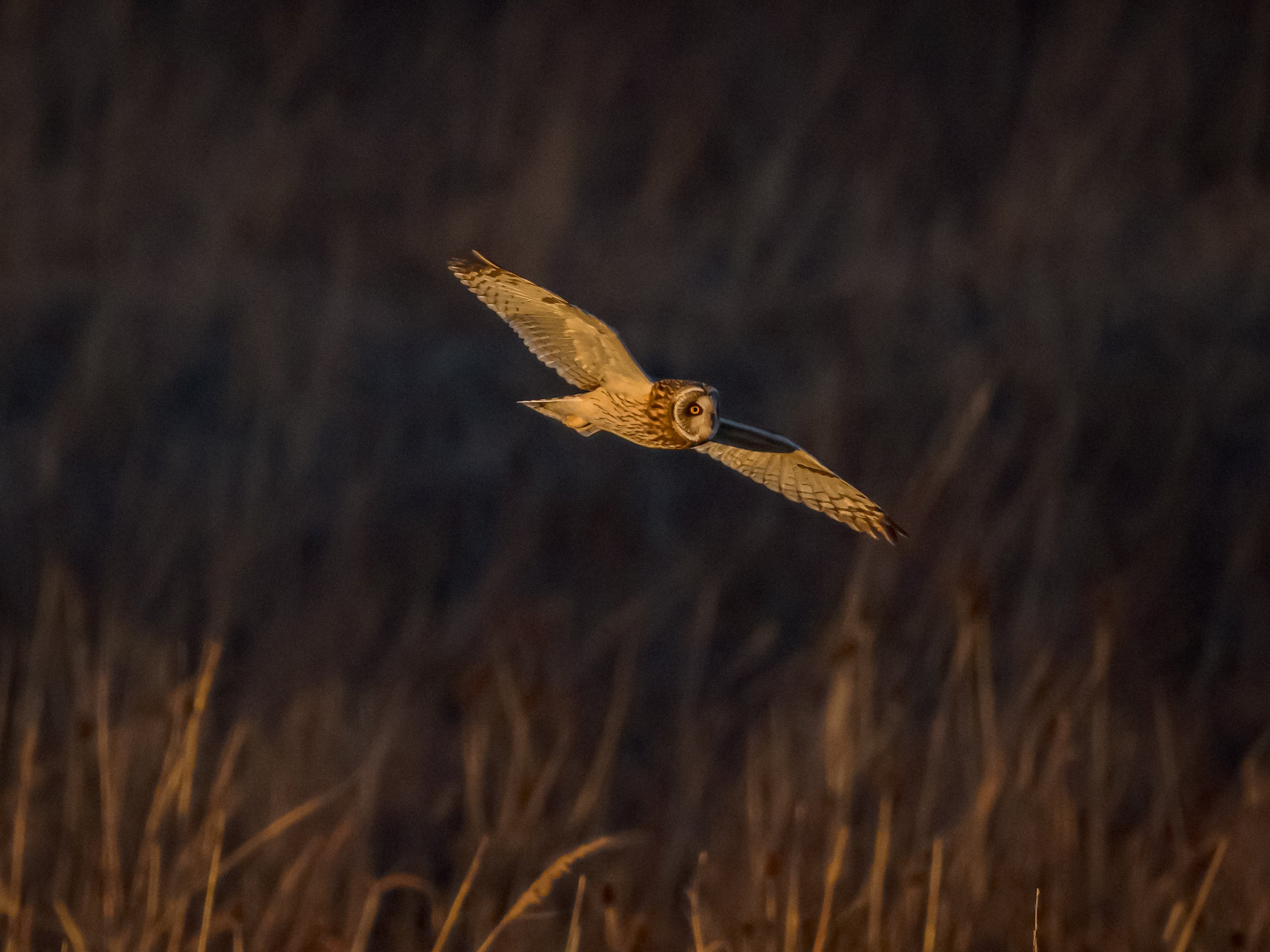 A Short-eared Owl floats in the evening light.
