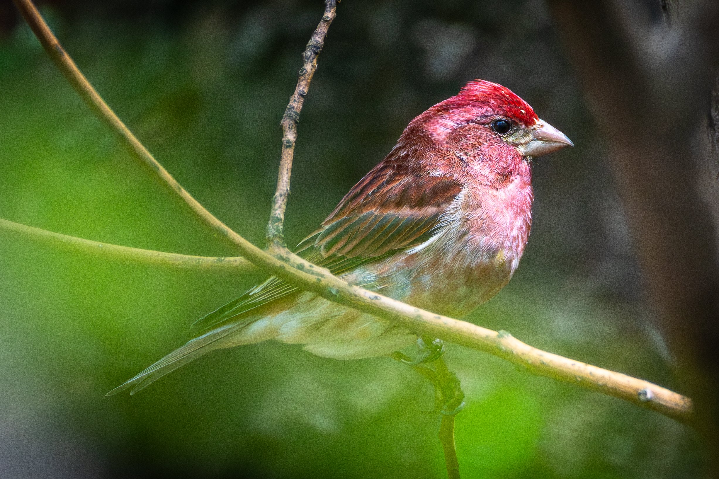 Purple Finch has a purple-red hue, with darker wings and a lighter underside