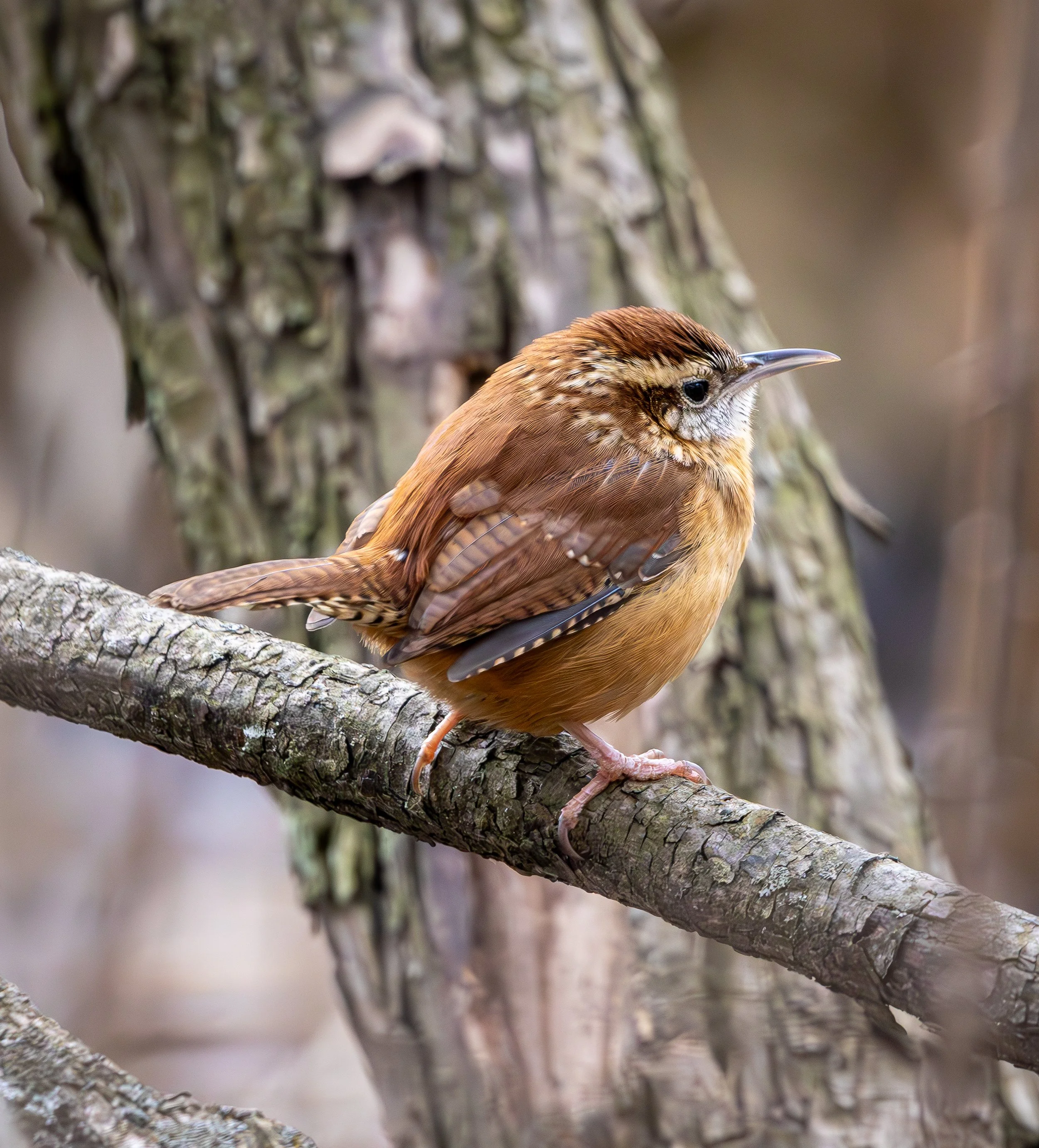 Carolina Wren has a dark brown back, lighter brown underside, and a cream bib