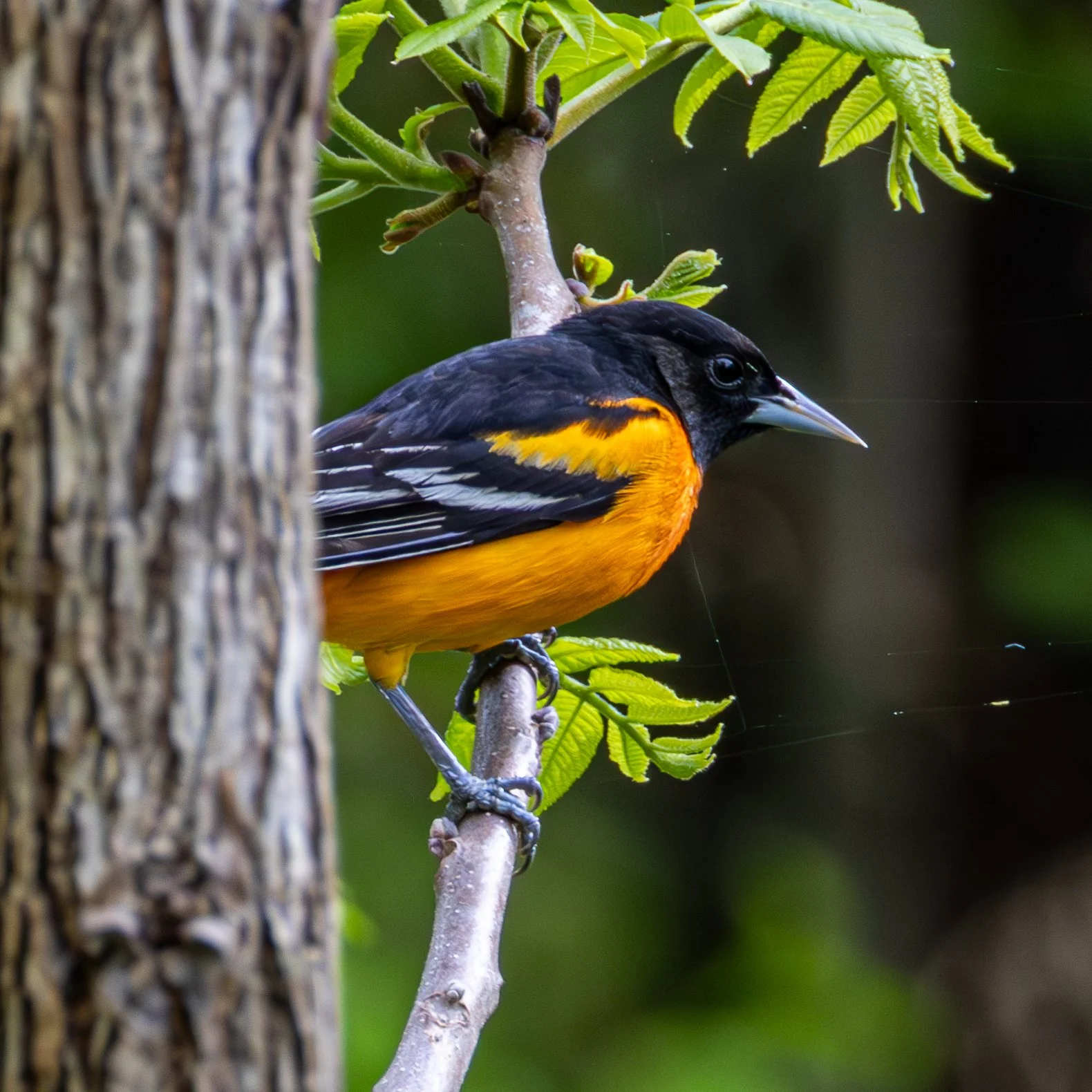 BALTIMORE ORIOLE