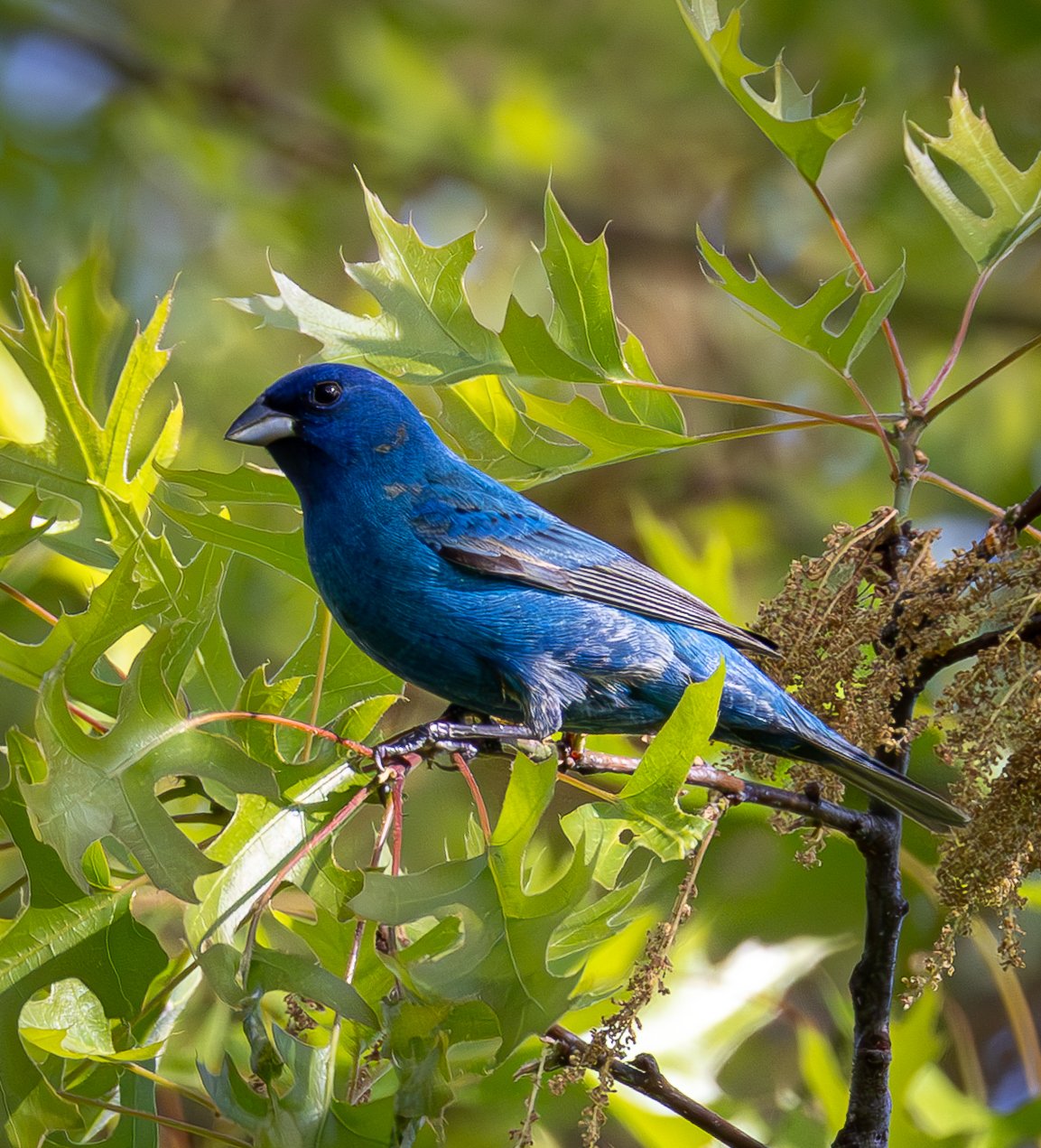 Indigo Buntings are a deep, vibrant blue with black beaks and wings. 