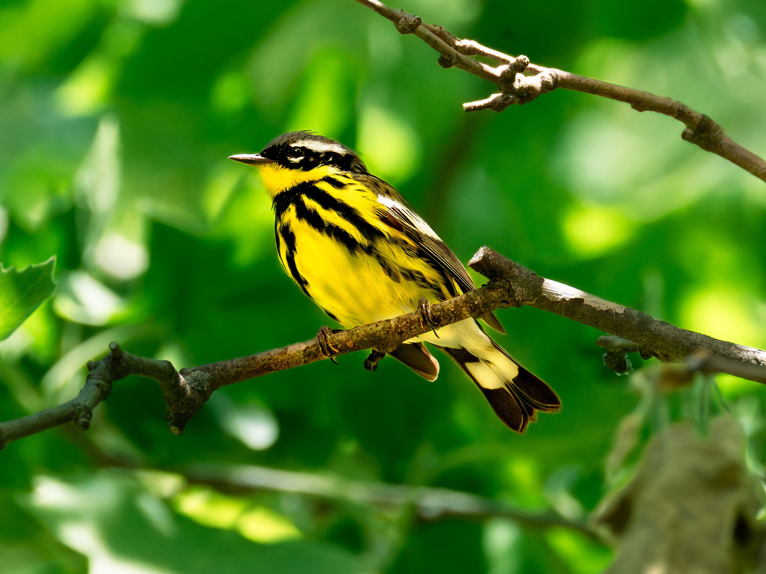Magnolia Warbler