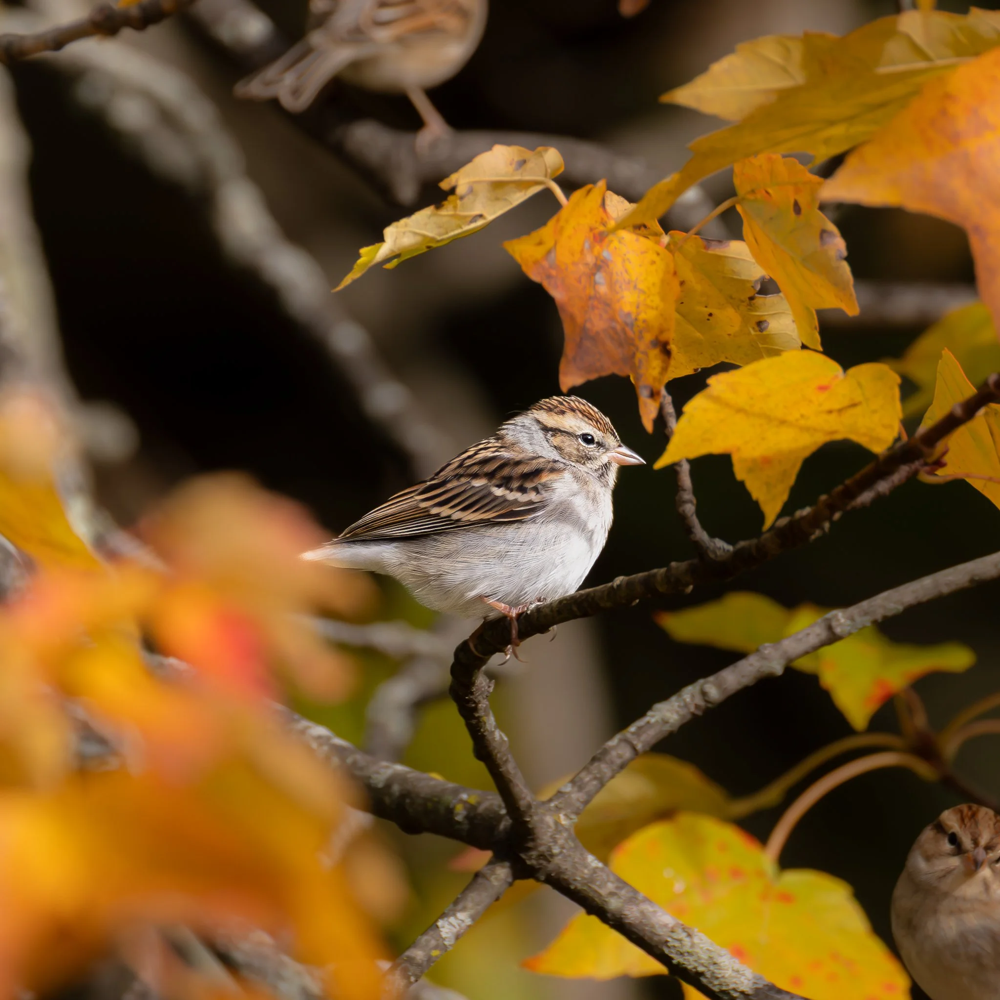 Chipping Sparrow