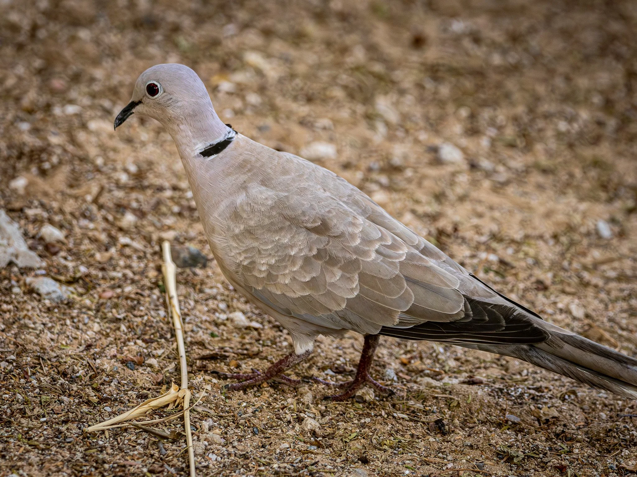 Collard Dove