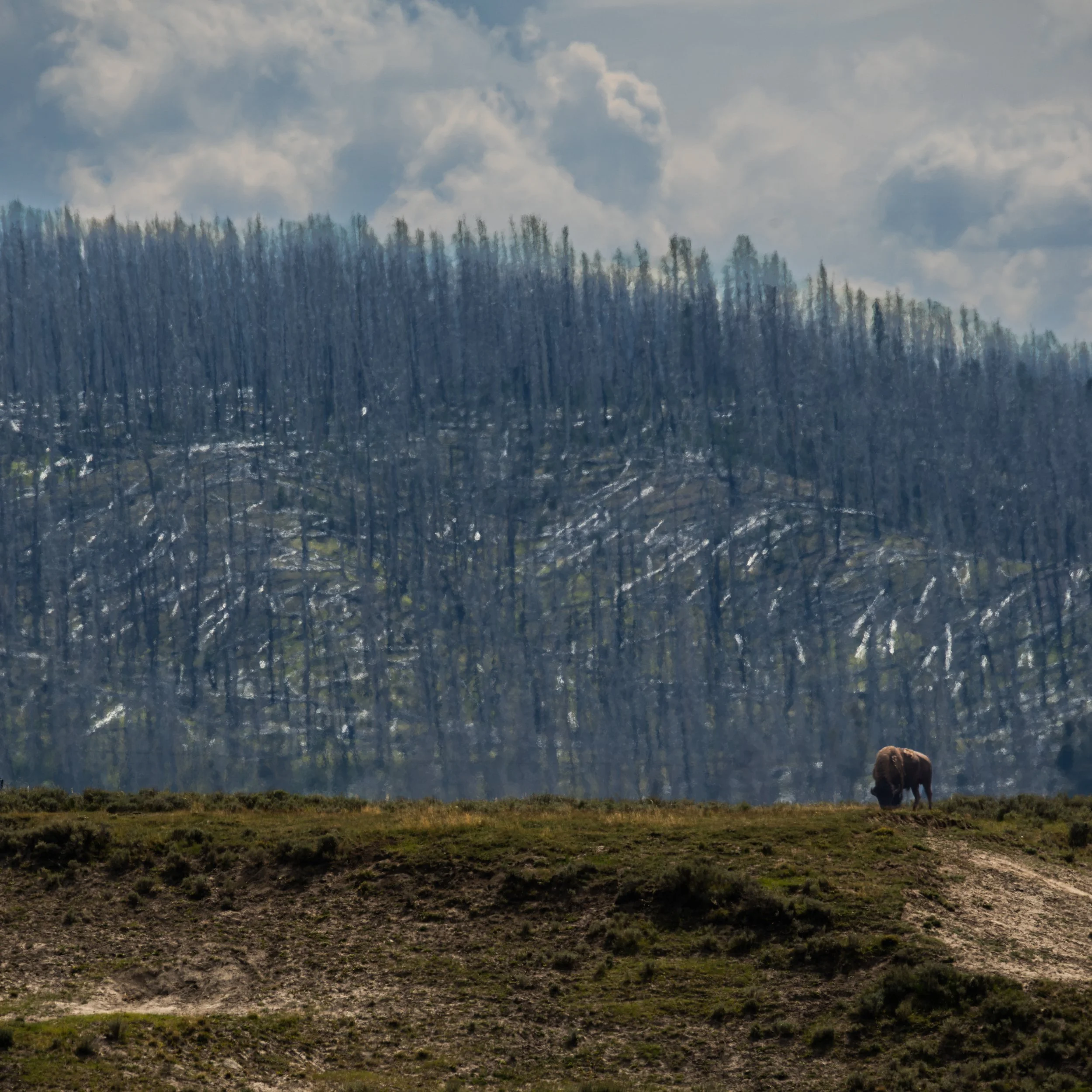 A Bison in the Haden Valley
